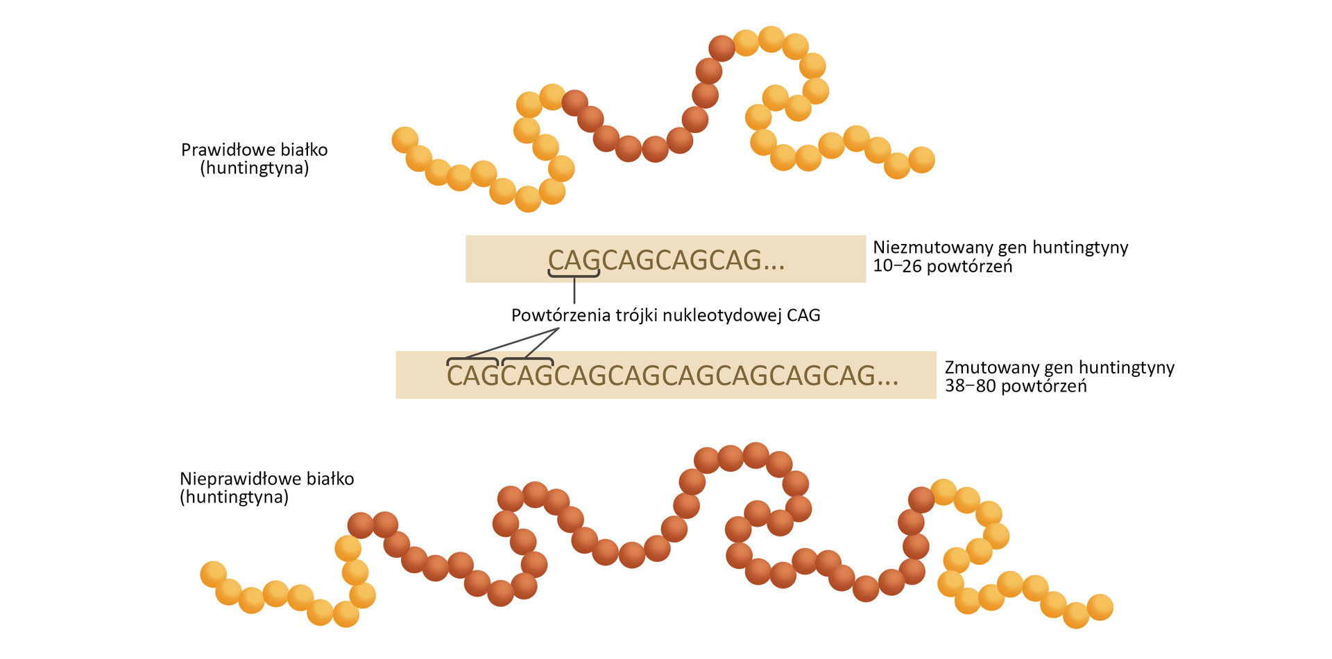 Schemat przedstawia prawidłowe i nieprawidłowe białko (huntingtynę), w którym mutacja genu IT‑15 powoduje chorobę Huntingtona.  Prawidłowe białko wygląda jak sznur korali żółtych z obu boków i pomarańczowych pośrodku. Niezmutowany gen huntingtyny posiada 10-26 powtórzeń trójki nukleotydowej CAG. Zmutowany gen huntingtyny posiada z kolei 38-80 powtórzeń trójki nukleotydowej CAG. Tworzy białko wyglądające jak sznur korali z takim samym ciągiem elementów w kolorze żółtym, ale bardzo rozbudowanym ciągiem elementów pomarańczowych w środku sznura.  Skutkiem mutacji jest obecność białka o nieprawidłowej strukturze, które tworzy złogi między- i śródkomórkowe w neuronach. Odkładanie się nieprawidłowego białka powoduje obumieranie komórek nerwowych.