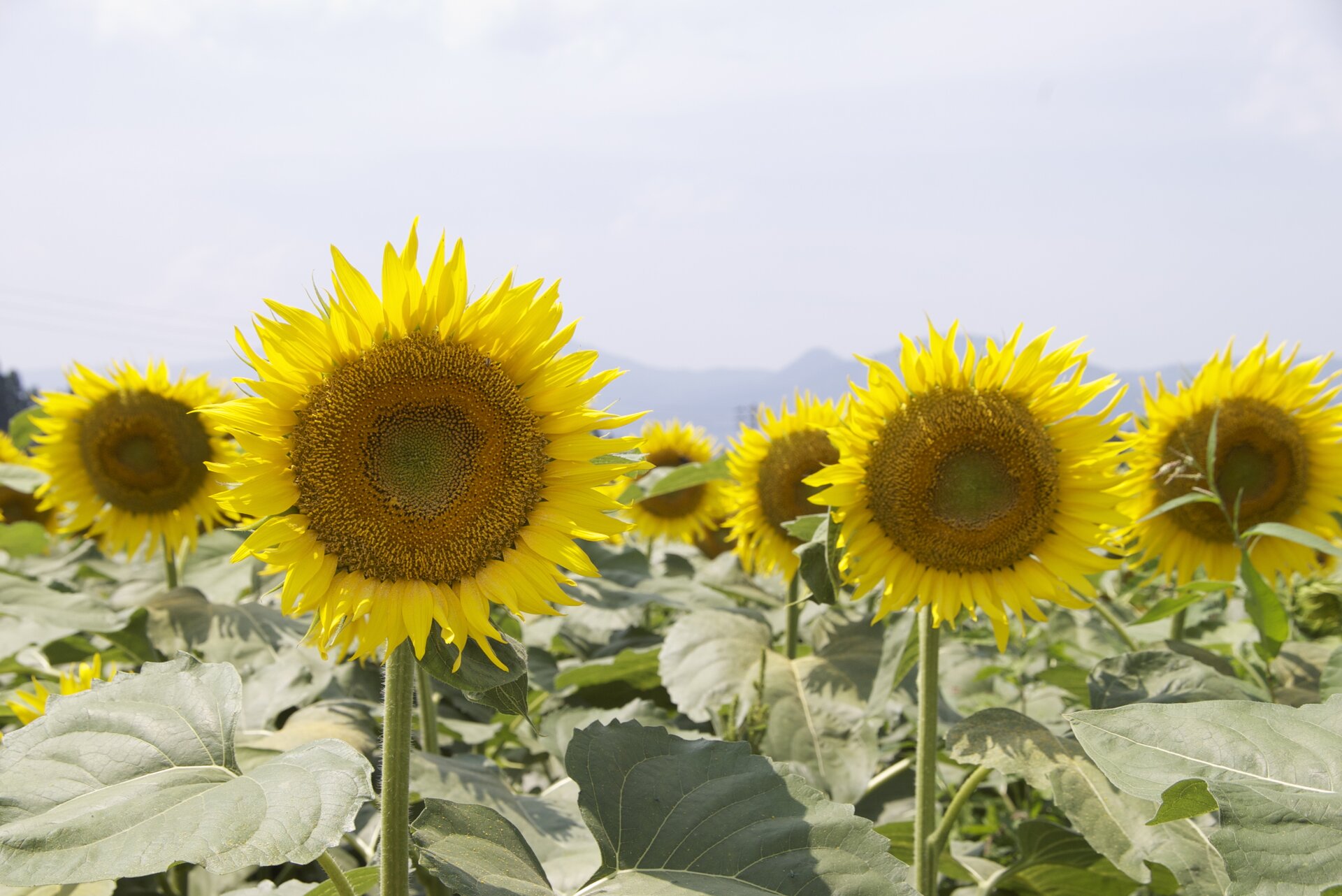 Fotografia przedstawia żółte kwiatostany słoneczników, rosnących na polu. Słoneczniki potrafią kierować swoje kwiatostany w stronę słońca. Ten ruch nazywa się fototropizm.