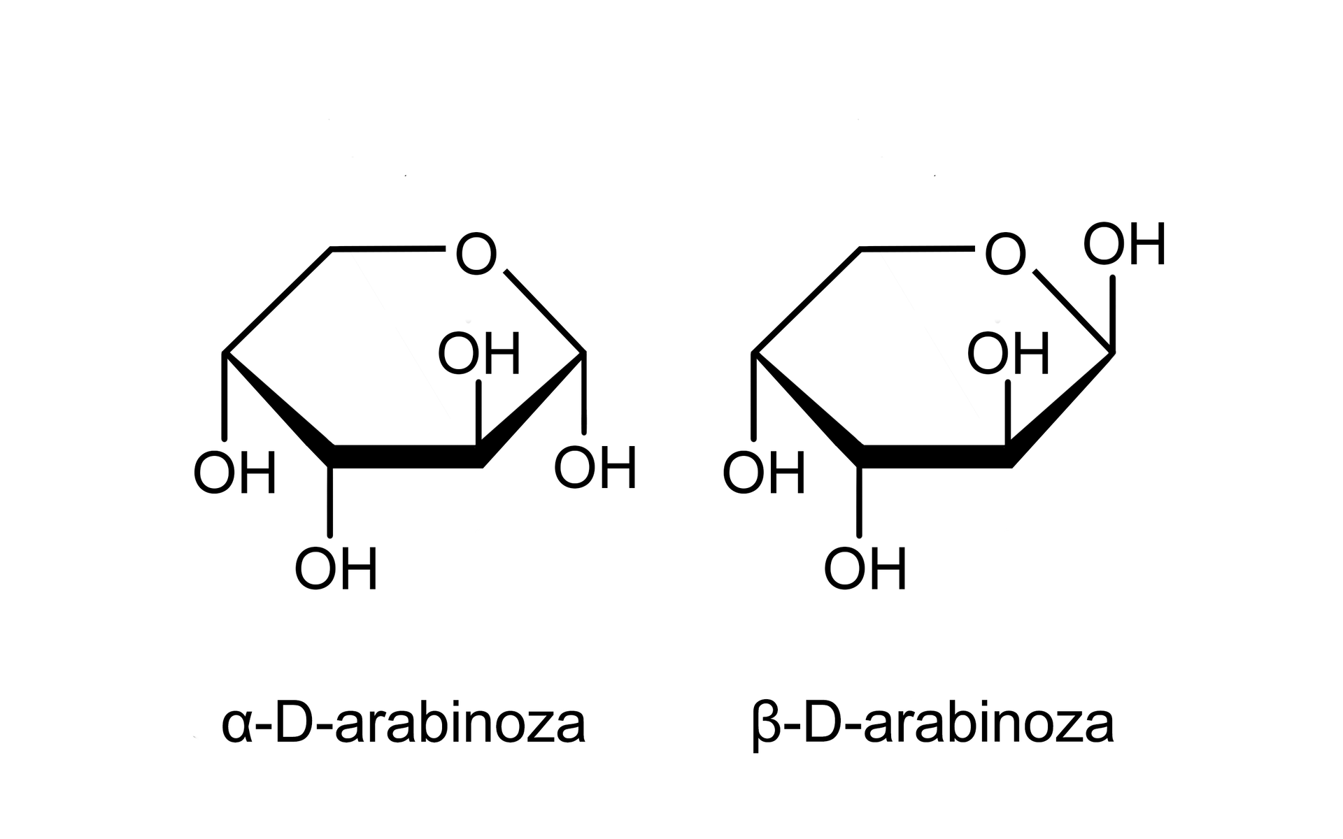 Ilustracja przedstawiająca strukturę dwóch anomerów arabinozy w formie cyklicznej, alfa oraz beta. Alfa‑D-arabinoza zbudowana jest z sześcioczłonowego pierścienia składającego się z pięciu atomów węgla oraz z jednego atomu tlenu. Numeracja atomów węgla jest zgodna z ruchem wskazówek zegara. Przy atomach węgla C 1, C 3 oraz C 4 znajdują się grupy hydroksylowe OH wychodzące za płaszczyznę, zaś atomy wodoru przed. Przy węglu C 2 grupa hydroksylowa wychodzi przed płaszczyznę, zaś atom wodoru za. Węgiel C 5 podstawiony jest dwoma atomami wodoru. Po prawej znajduje się anomer beta, w którym podobnie, jak w przypadku formy alfa brak jest grupy aldehydowej. Jest to forma cykliczna arabinozy, w przypadku której węgle C 1 i C 5 również łączy wbudowany w pierścień atom tlenu, jednak grupa hydroksylowa OH przy anomerycznym atomie węgla C 1 znajduje się przed płaszczyzną, pozostałe podstawniki zlokalizowane są analogicznie jak w przypadku opisanego już anomeru alfa.