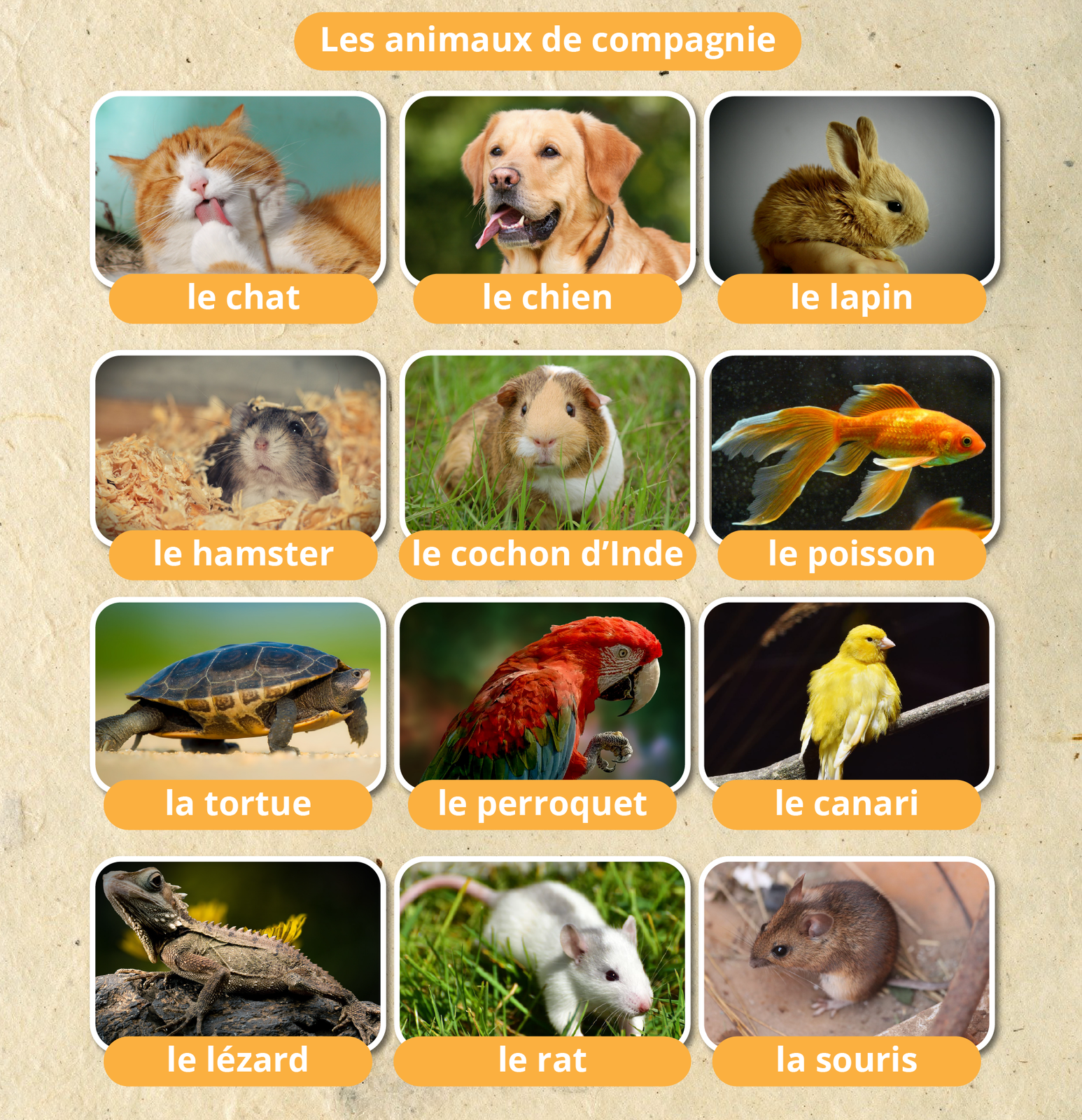 Les animaux de compagnie - alternatywa tekstowa poniżej