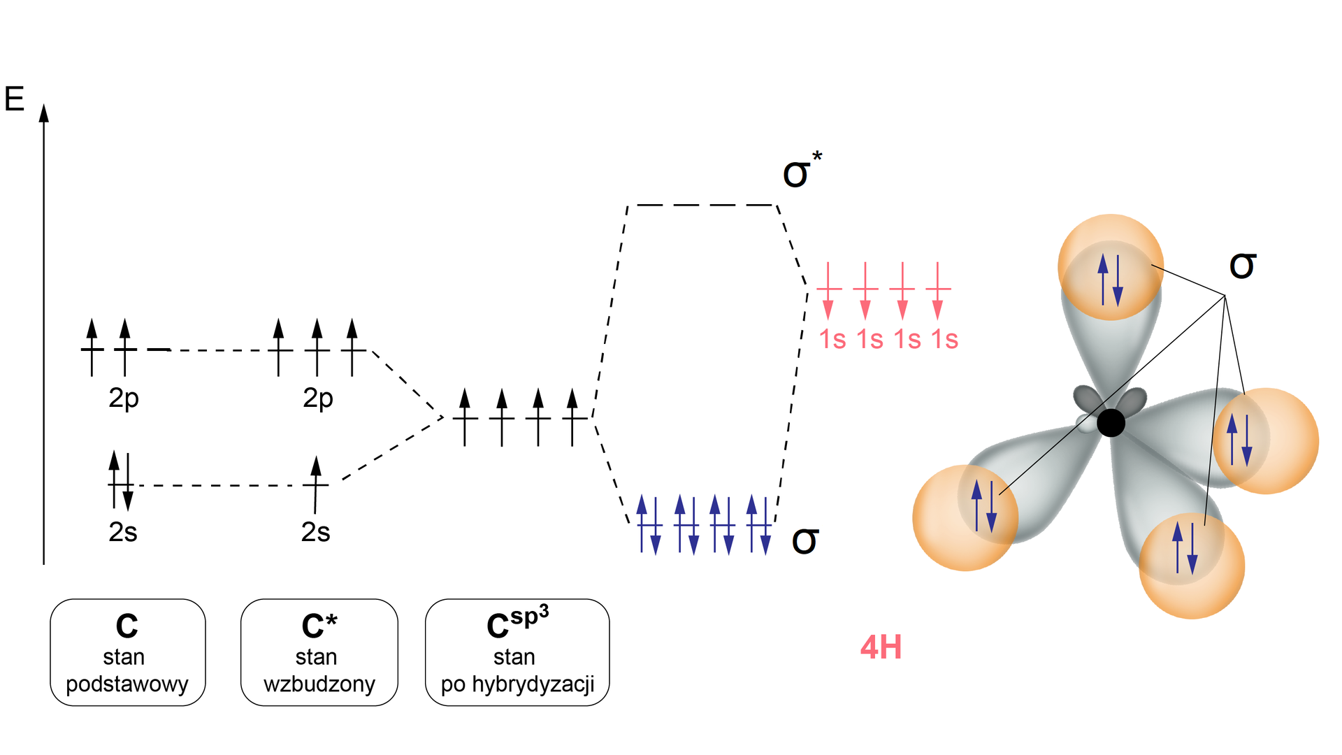 Diagram poziomów energetycznych w cząsteczce metanu. Wiązania pomiędzy atomami wodoru i atomem węgla powstały w wyniku nałożenia się 4 orbitali s czterech atomów wodoru z 4 orbitalami                s       p                 3          jednego atomu węgla. W wyniku nałożenia się 4 orbitali atomowych s wodoru i czterech orbitali atomowych                s       p                 3          węgla powstało 8 orbitali cząsteczkowych (4 + 4), z czego 4 wiążące s i 4 antywiążące s*. W cząsteczce metanu w stanie podstawowym obsadzone są orbitale cząsteczkowe wiążące – sigma, po wzbudzeniu elektrony przechodzą na wyższy poziom energetyczny – orbitale antywiążące sigma*. 