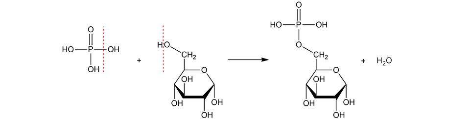 Ilustracja przedstawia reakcję estryfikacji pomiędzy D-glukopiranozą i kwasem fosforowym(pięć). Cząsteczka kwasu fosforowego(pięć) zbudowana jest z atomu fosforu jest połączonego za pomocą wiązania podwójnego z atomem tlenu oraz za pomocą trzech wiązań pojedynczych z trzema grupami hydroksylowymi O H. Dodać cząsteczkę D-glukopiranozy zbudowanej z sześcioczłonowego pierścienia nasyconego, składającego się z jednego atomu tlenu i pięciu atomów węgla. Zgodnie z ruchem wskazówek zegara pierścień buduje atom tlenu łączący się z atomem węgla C 1, ten z atomem węgla C 2, kolejny w pierścieniu jest atom C 3, dalej C 4 i wreszcie C 5, który łączy się z atomem tlenu wbudowanym w omawiany pierścień oraz odchodzącą do góry grupą C H indeks dolny, dwa, koniec indeksu dolnego, O H. Od węgli C 1, C 2 oraz C 4 odchodzą do dołu grupy hydroksylowe O H, zaś od atomu węgla C 3 grupa hydroksylowa odchodzi do góry. Strzałka w prawo, za strzałką cząsteczka powstałego estru zbudowanego z sześcioczłonowego pierścienia nasyconego, składającego się z jednego atomu tlenu i pięciu atomów węgla. Zgodnie z ruchem wskazówek zegara pierścień buduje atom tlenu łączący się z atomem węgla C 1, ten z atomem węgla C 2, kolejny w pierścieniu jest atom C 3, dalej C 4 i wreszcie C 5, który łączy się z atomem tlenu wbudowanym w omawiany pierścień oraz odchodzącą do góry grupą metylenową związaną z atomem tlenu podstawionym atomem fosforu, który to łączy się za pomocą wiązania podwójnego z atomem tlenu oraz za pomocą wiązań pojedynczych z dwiema grupami hydroksylowymi. Ponadto od węgli C 1, C 2 oraz C 4 odchodzą do dołu grupy hydroksylowe O H, zaś od atomu węgla C 3 grupa hydroksylowa odchodzi do góry.