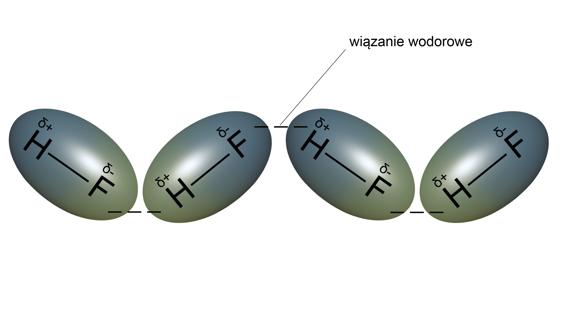Ilustracja przedstawiająca cztery cząsteczki fluorowodoru, pomiędzy którymi zaznaczono występujące wiązania wodorowe. Cząsteczka zbudowana jest z atomu wodoru H, przy którym zaznaczono cząstkowy ładunek dodatni delta plus oraz z atomu fluoru, przy którym zaznaczono cząstkowy ładunek ujemny delta minus. Wokół cząsteczki zaznaczono elipsoidę, która stanowią utworzone orbitale molekularne. Sąsiadujące cząsteczki są ułożone pod skosem do siebie tak, że dwie cząsteczki tworzą kąt rozwarty, a cały zespół czterech cząsteczek tworzy zygzakowaty łańcuch, w którym atom wodoru jednej cząsteczki skierowany jest do atomu fluoru drugiej cząsteczki, zaś pomiędzy nimi przerywaną linią zaznaczono utworzone wiązanie wodorowe.