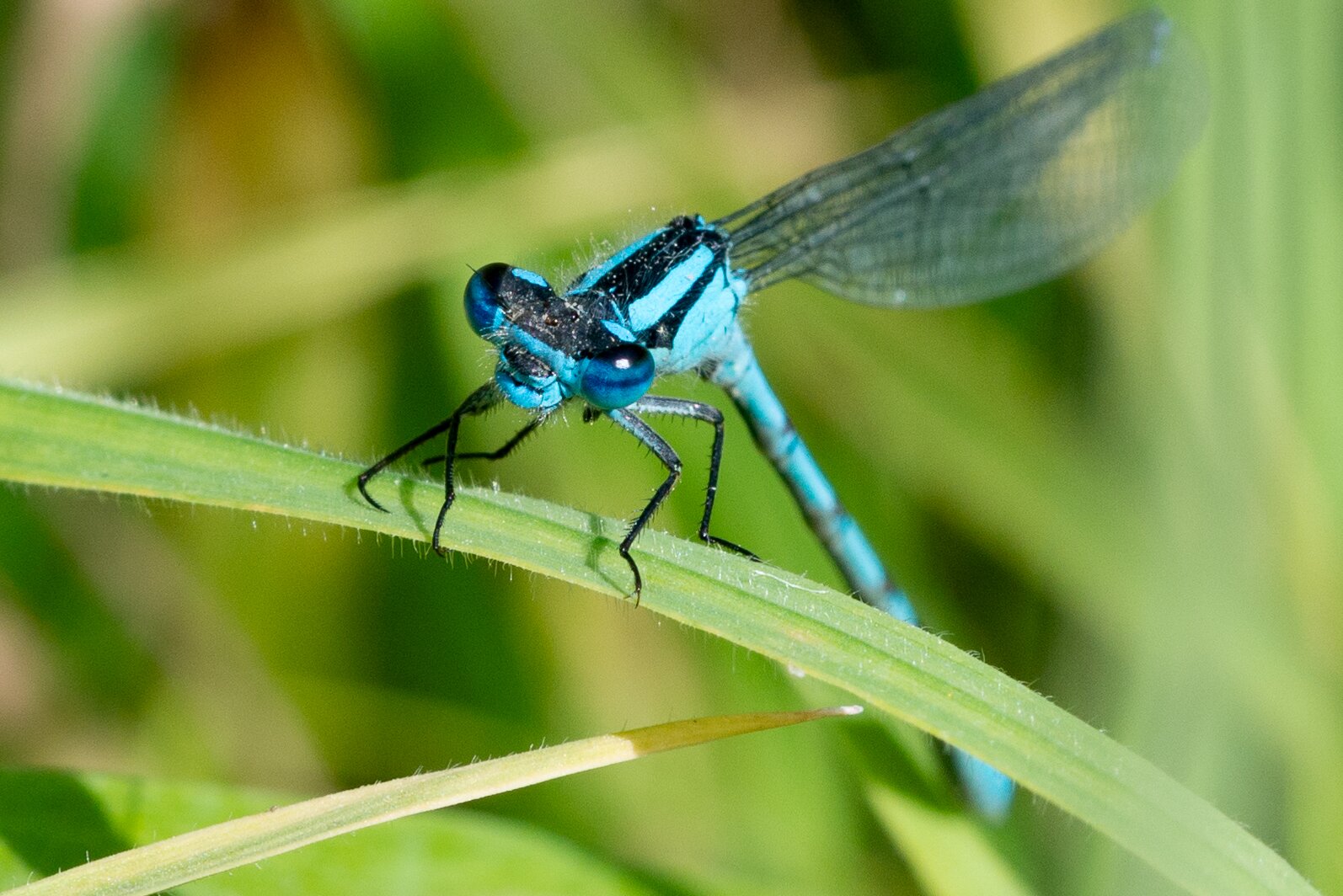 Zdjęcie przedstawia nimfę stawową. Jest to niebiesko ubarwiona ważka. Na głowie widać duże oczy złożone. Na górze głowy i na grzbiecie znajdują się czarne pasy. Odnóża ważki również są czarne. Ważka siedzi na zielonym liściu.