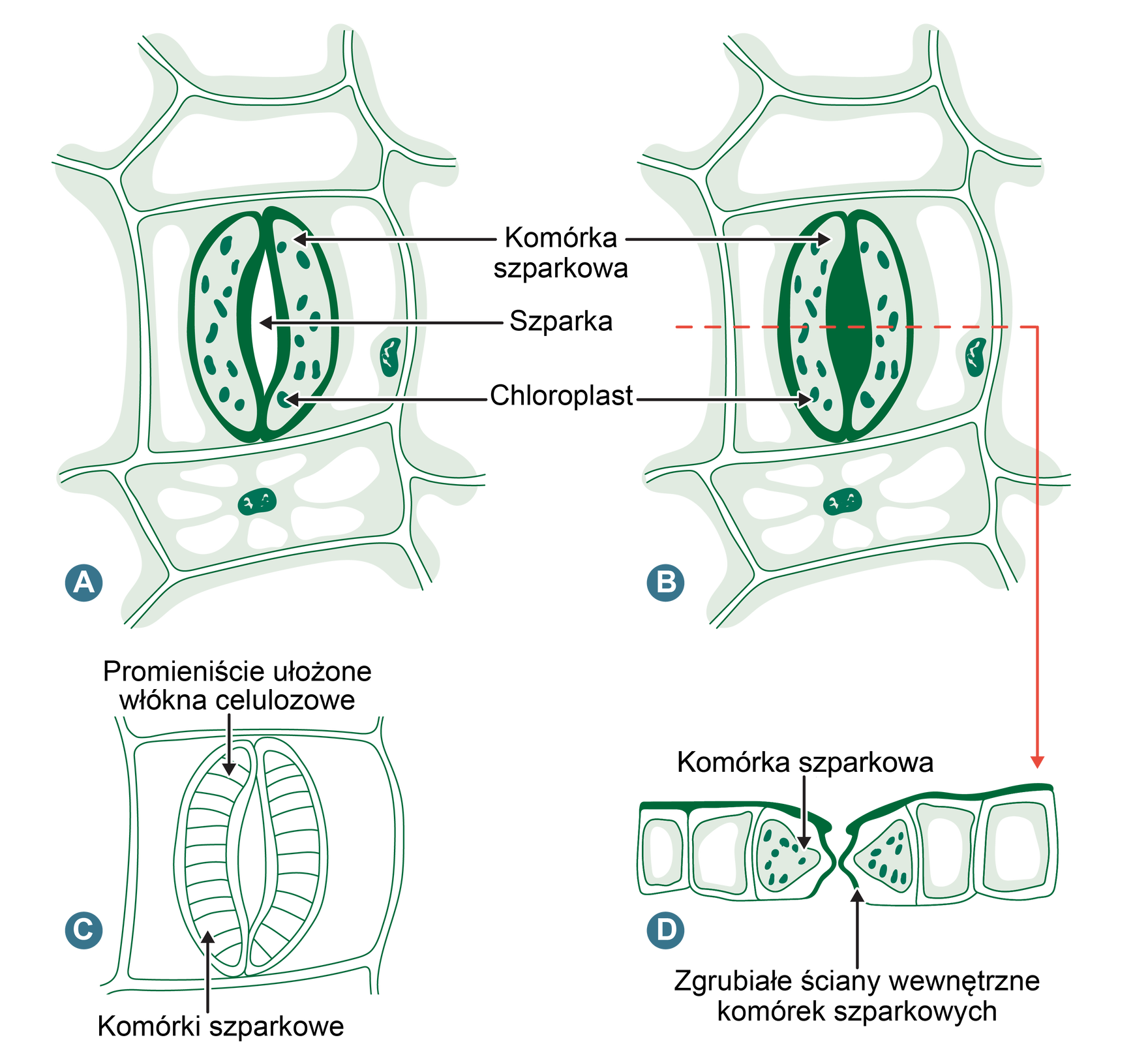 Na schemacie zaprezentowano budowę aparatu szparkowego typu nerkowatego. Aparat szparkowy znajduje się wewnątrz komórki o nieregularnym kształcie. Taki aparat składa się z dwóch nerkowatych komórek szparkowych z przestworem wewnątrz. Przestrzeń ta nazywana jest szparką. Na rysunku A przedstawiono aparat otwarty, przestrzeń szparki widoczna. Na rysunku B aparat zamknięty, przestrzeń szparki zaciemniona. Na rysunku C ukazano ponownie otwarty aparat szparkowy złożony z dwóch nerkowatych komórek, w którym ukazane zostało promieniste ułożenie włókien celulozowych. Na rysunku D przedstawiony został widok przekroju poprzecznego. Tu w komórkach szparkowych o zgrubiałych ścianach wewnętrznych leżących jedna obok drugiej znajdują się chloroplasty. Mają postać ciałek o nieregularnym kształcie.