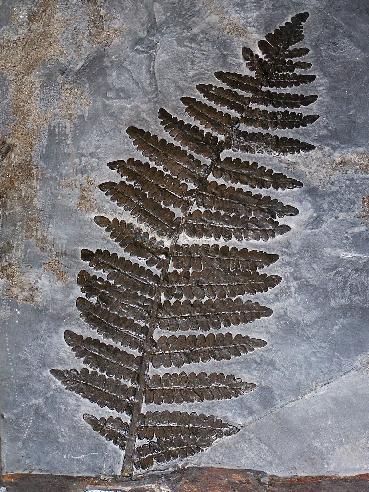 Fotografia przedstawia płaski kawałek szarawego węgla z odciskiem liścia paproci. Odcisk jest ciemny i wyraźny.