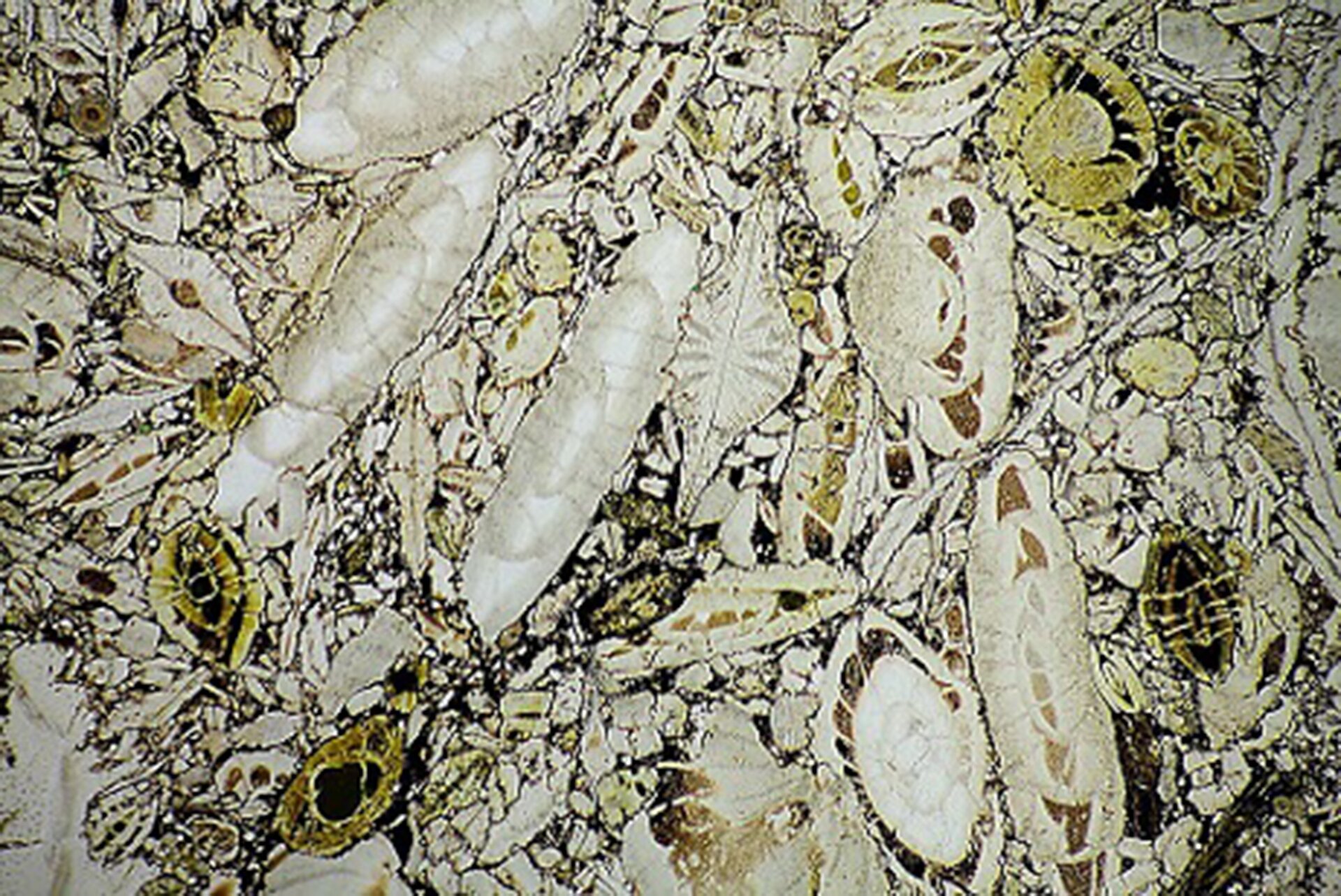 Zdjęcie przedstawia wapniowe skorupki o różnych kształtach, przede wszystkim podłużnych, wbudowanych w skaleń. 