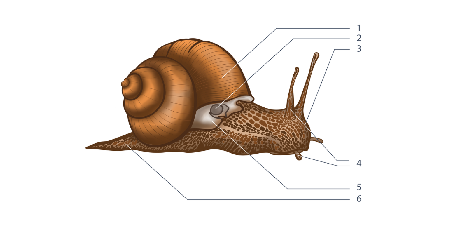 Na ilustracji przedstawiono ślimaka winniczka.