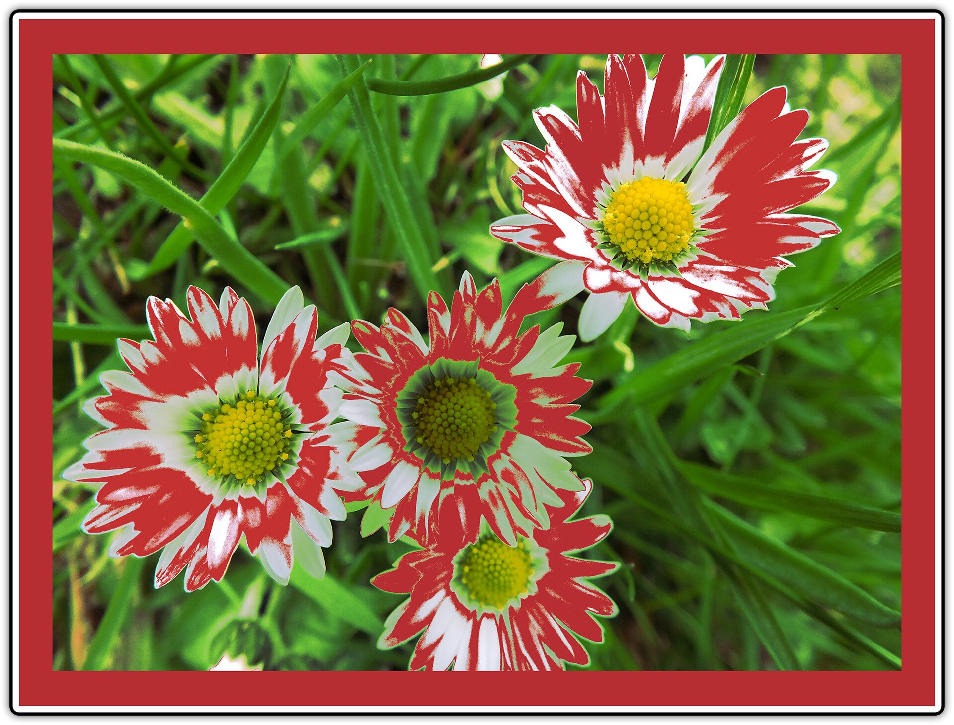 Ilustracja przedstawia zdjęcie stokrotek w przybliżeniu. Kolor płatków i ramki fotografii został zmieniony. Płatki są teraz koloru ciemnoczerwonego z białymi elementami, natomiast ramka ma kolor ciemnoczerwony, taki sam odcień jak płatki kwiatów.