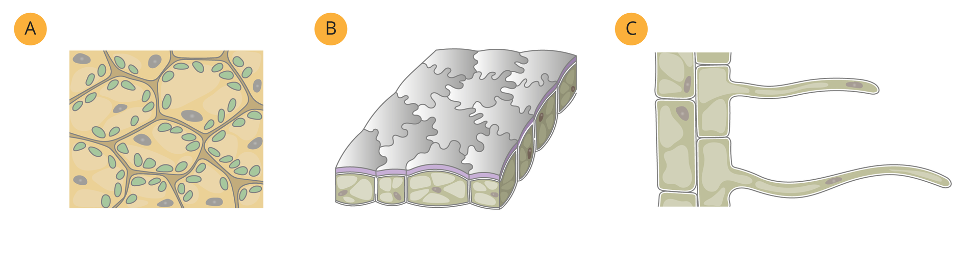 Ilustracja przedstawia tkanki oznaczone A‑C. Tkana A jest zbudowana z okrągłych komórek, w których znajdują się liczne podłużne chloroplasty. Tkanka B zbudowana jest z pojedynczej warstwy przylegających do siebie ściśle komórek, pozbawione chloroplastów. Tkanka C przedstawia cylindryczne, długie komórki z uwypukleniami