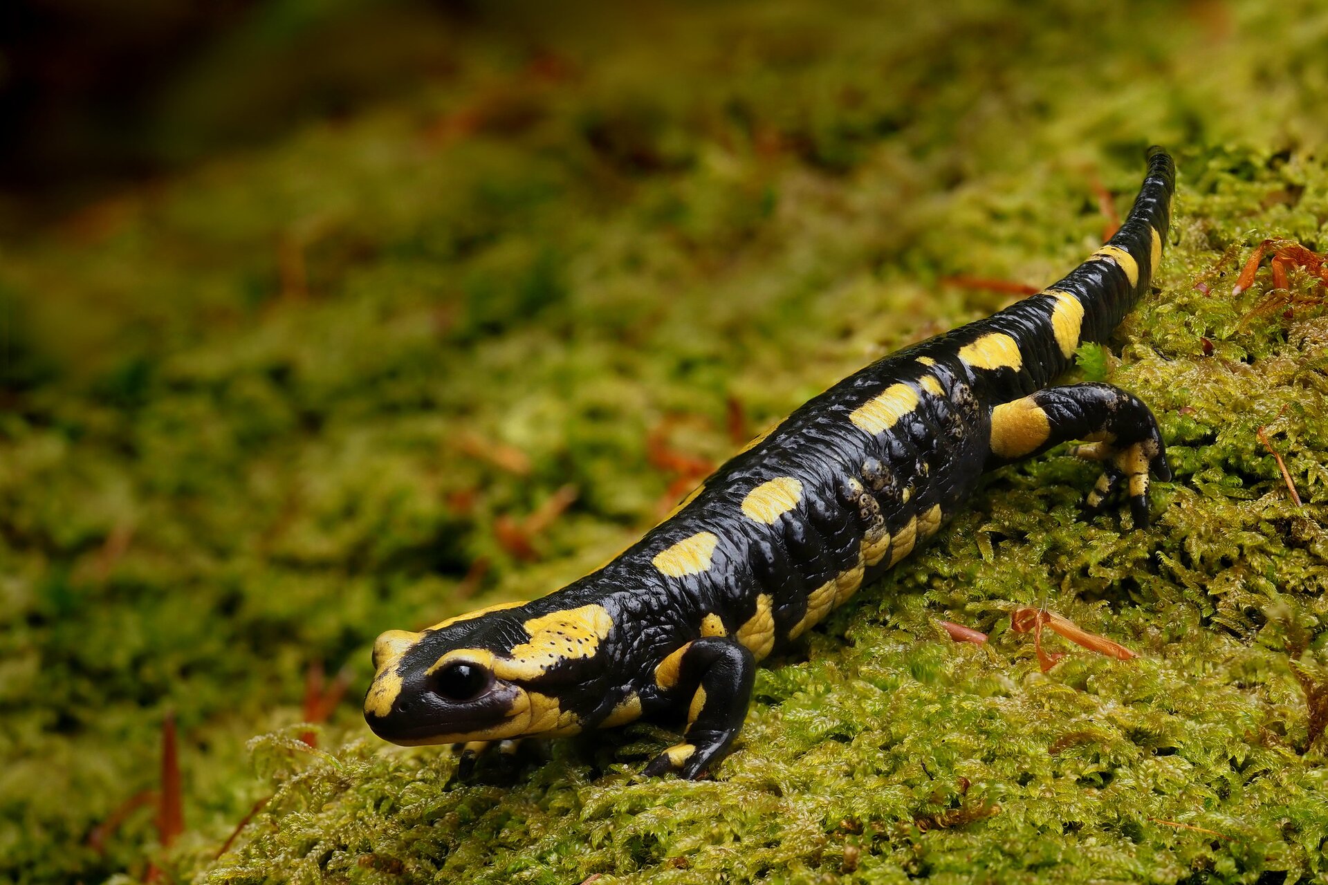 Na planszy widoczna jest Salamandra, znajdujący się na zielonym mchu. Ma pociągłe, długie, wąskie, żółto‑czarne ciało z krótkimi kończynami, drobną głową, z parą czarnych, dużych oczu.