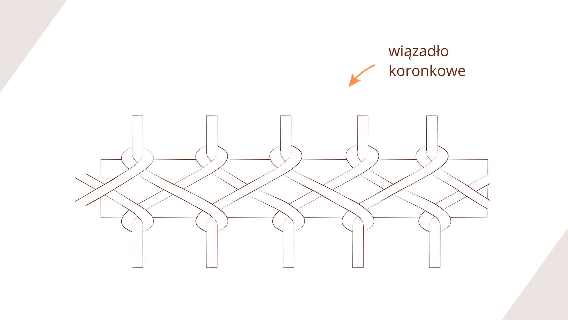 Grafika przedstawia więzadło koronkowe. Opis więzadła znajduje się w treści powyżej.
