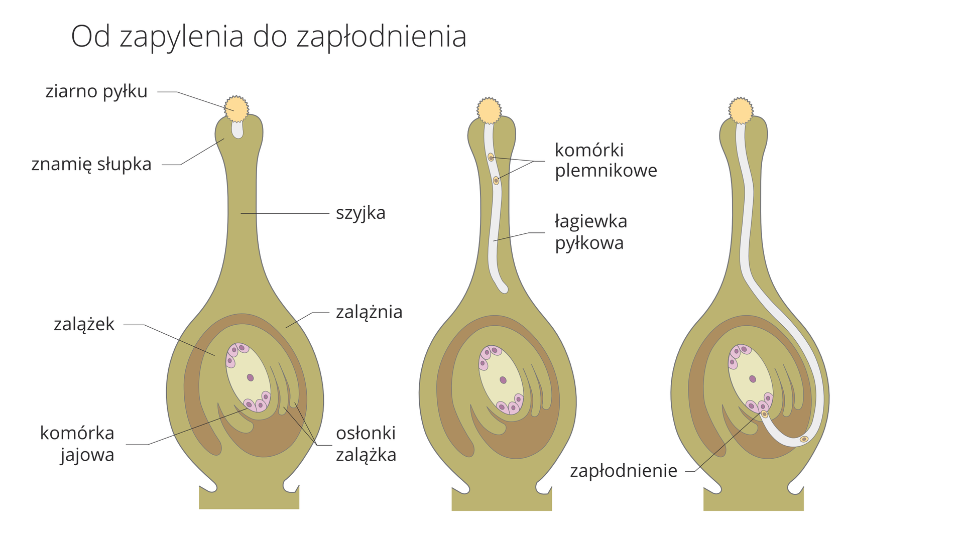 Ilustracja przedstawia trzy rysunki przekrojów przez słupek rośliny okrytonasiennej. Oznaczają one kolejne fazy od zapylenia do zapłodnienia. Słupek ma kolor jasnobrązowy. Osłonki zalążka są ciemniej brązowe. Komórkę jajową oznaczono kolorem liliowym. Na słupku pierwszym z lewej znajduje się żółte ziarno pyłku. Wyrasta z niego w głąb słupka jasna łagiewka pyłkowa. Wszystkie elementy są opisane.