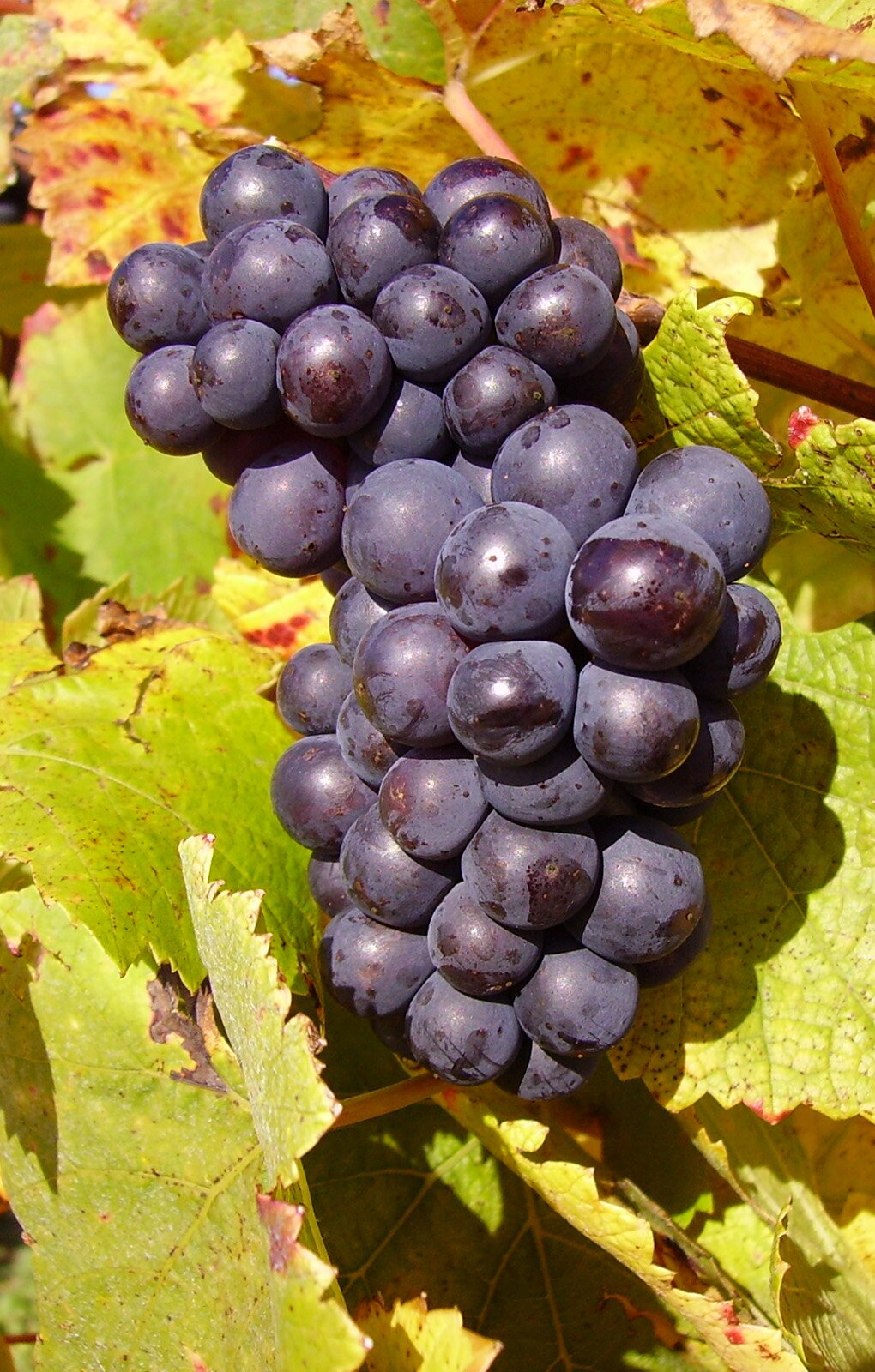 Pinot Noir