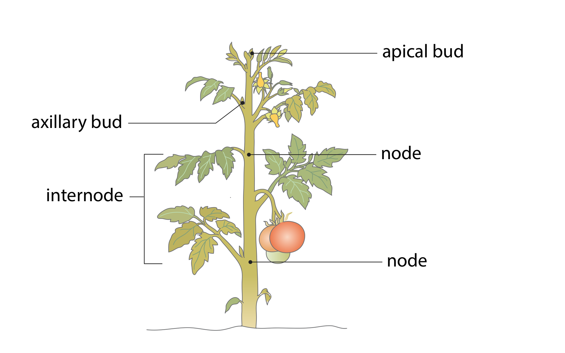 Ilustracja przedstawia strukturę pędu pomidora z liśćmi, żółtymi kwiatami i czerwonym owocem. Na łodydze zaznaczono: 1. W najwyższej części pędu pąk wierzchołkowy apical bud, nieco poniżej gałązki z liśćmi - pąk boczny axillary bud, łodygę oznaczono jako węzeł - node, łodygę na odcinku pomiędzy dwoma gałązkami z liśćmi oznaczono jako międzywęźle - internode.