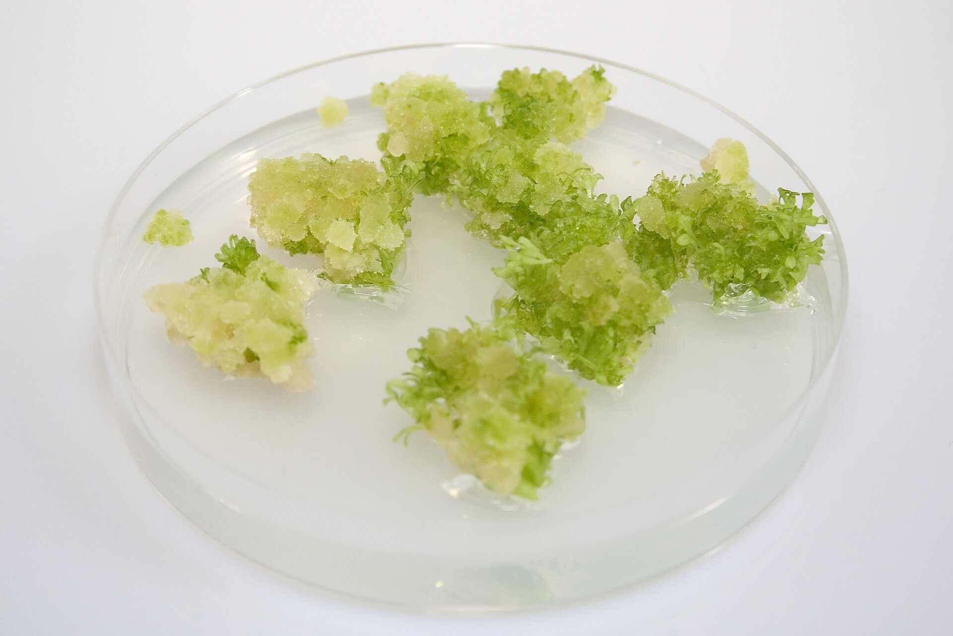 Na ilustracji znajduje się tkanka kalusowa tytoniu szlachetnego. Znajduje się w przezroczystej, okrągłej podstawce, ma postać grudkowatej, zielonej masy. 