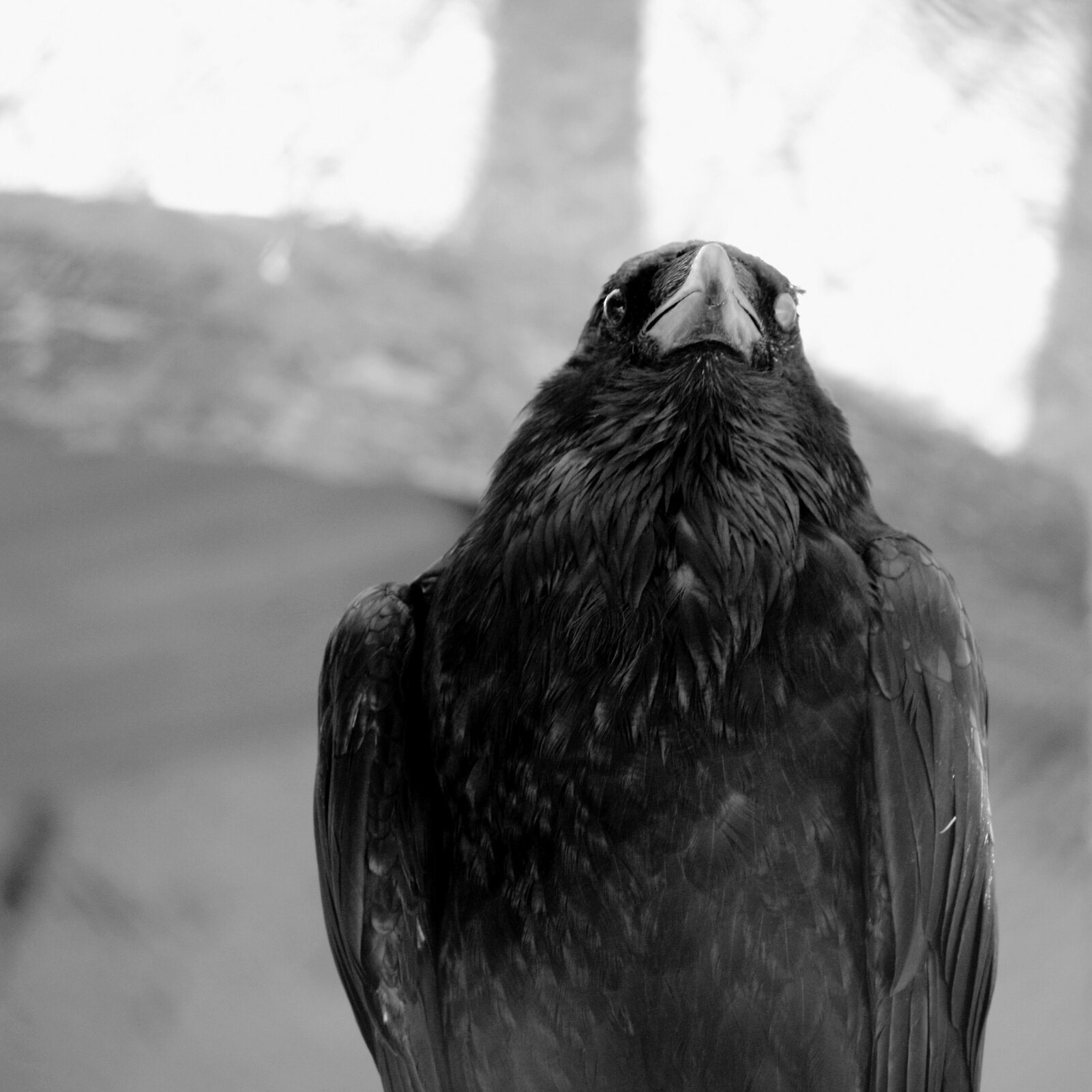 Na zdjęciu znajduje się czarny ptak patrzący na wprost. Ma masywny zakrzywiony dziób i małe czarne oczy. Siedzi. W tle widoczne rozmyte szare drzewa.