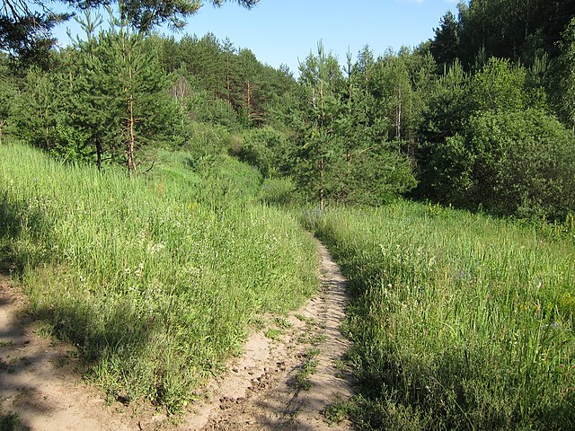 Zdjęcie przedstawia krajobraz. To ścieżka biegnąca przez leśną łąkę. Łąka porośnięta jest wysoką trawą i innymi zielonymi roślinami. W oddali widoczne są drzewa. Są to świerki i drzewa liściaste.