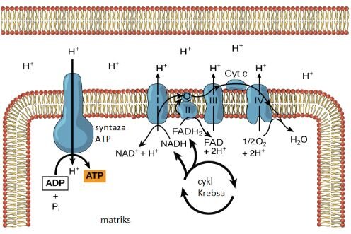 Schemat przedstawia procesy zachodzące w czasie dyfuzji ułatwionej.  Zobrazowano błonę komórkową, matriks mitochondrialny. A także szereg kanałów białkowych stanowiących tunele transportujące dla dyfuzji cząstek. Na schemacie zaznaczono też czterokompleksowy łańcuch oddechowy. W tym, kołowy schemat cyklu Krebsa. Dyfuzja ułatwiona, zachodzi zgodnie z gradientem stężeń protonów, przy udziale białka błonowego. W procesie dyfuzji substancja ma tendencję do przemieszczania się z obszaru o wysokim stężeniu do obszaru o niskim stężeniu, dopóki jej stężenie nie stanie się równomierne w przestrzeni. W dyfuzji ułatwionej cząsteczki dyfundują przez błonę plazmatyczną przy pomocy białek błonowych, takich jak kanały i białka nośnikowe.  Kanały białkowe rozciągają się na całej grubości błony i tworzą w niej hydrofilowe tunele, umożliwiając ich cząsteczkom docelowym transport na drodze dyfuzji. Przedostanie się przez kanał pozwala polarnym i naładowanym związkom na brak kontaktu z hydrofobowym rdzeniem błony plazmatycznej, który w spowolniłby tranlub zablokowałby ich transport do komórki. Kanały są bardzo selektywne i transportują tylko jeden rodzaj cząsteczki. Albo cząstek spokrewnionych. Białka nośnikowe zaangażowane w dyfuzję ułatwioną zapewniają cząsteczkom hydrofilowym sposób na przejście przez błonę zgodnie z istniejącym gradientem stężeń. Na schemacie są liczne reakcje chemiczne.