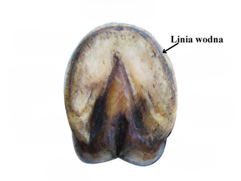 Grafika przedstawia spód kopyta konia. Kopyto ma kształt łuku. Zaokrąglenie występuje w przedniej części. W tylnej części występuje wgłębienie, które kształtem przypomina strzałkę z grotem skierowanym w stronę przedniej części kopyta. Linia wodna znajduje się na brzegu kopyta.