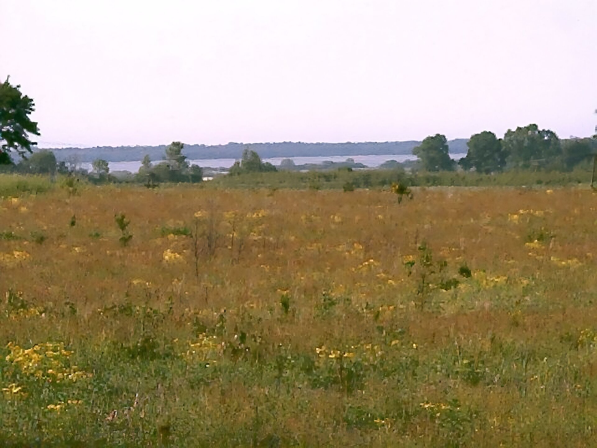 Kliknij, aby powiększyć. Zdjęcie przedstawia łąkę, na której gdzieniegdzie rosną małe żółte kwiatki. Daleko w tle widać jezioro.