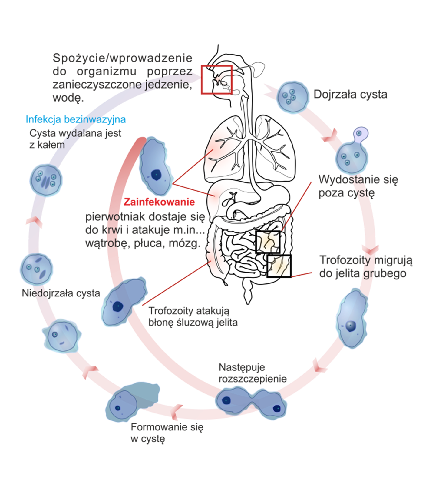 Ilustracja przedstawia schemat cyklu rozwojowego pełzaka czerwonki. W centralnej części schematu widoczny jest schematyczny rysunek układu pokarmowego człowieka. Spożycie, wprowadzenie do organizmu poprzez zanieczyszczone jedzenie, wodę. Dojrzała cysta dostaje się do organizmu przez jamę gębową.  Wydostanie się poza cystę następuje w jelicie cienkim człowieka. Trofozoity migrują do jelita grubego. Po rozszczepieniu się, komórka dzieli się na dwie. Jedna z nich atakuje błonę śluzową jelita. Pierwotniak dostaje się do krwi i atakuje między innymi wątrobę, płuca, mózg. Druga przechodzi w stan formowania się w cystę. Niedojrzała cysta przekształca się w dojrzałą. Cysta jest wydalana z kałem. Jest to proces infekcji bezinwazyjnej.