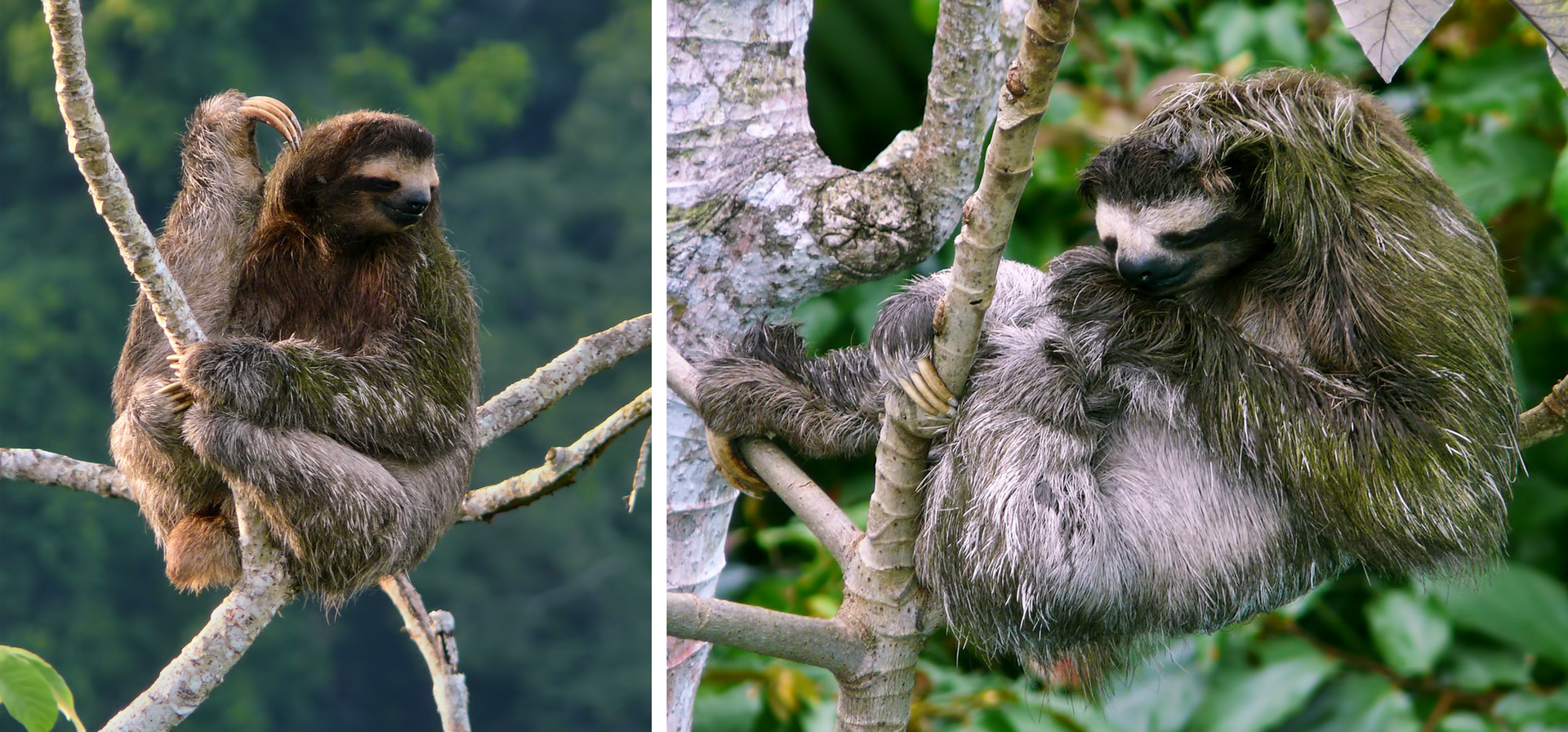 Obie fotografie przedstawiają szare leniwce, siedzące na drzewach. Zwierzęta mają częściowo zieloną od glonów sierść, zwłaszcza na ramionach. Ten po lewej swoimi długimi pazurami drapie się po głowie. Ten po prawej pazurami trzyma się gałęzi.