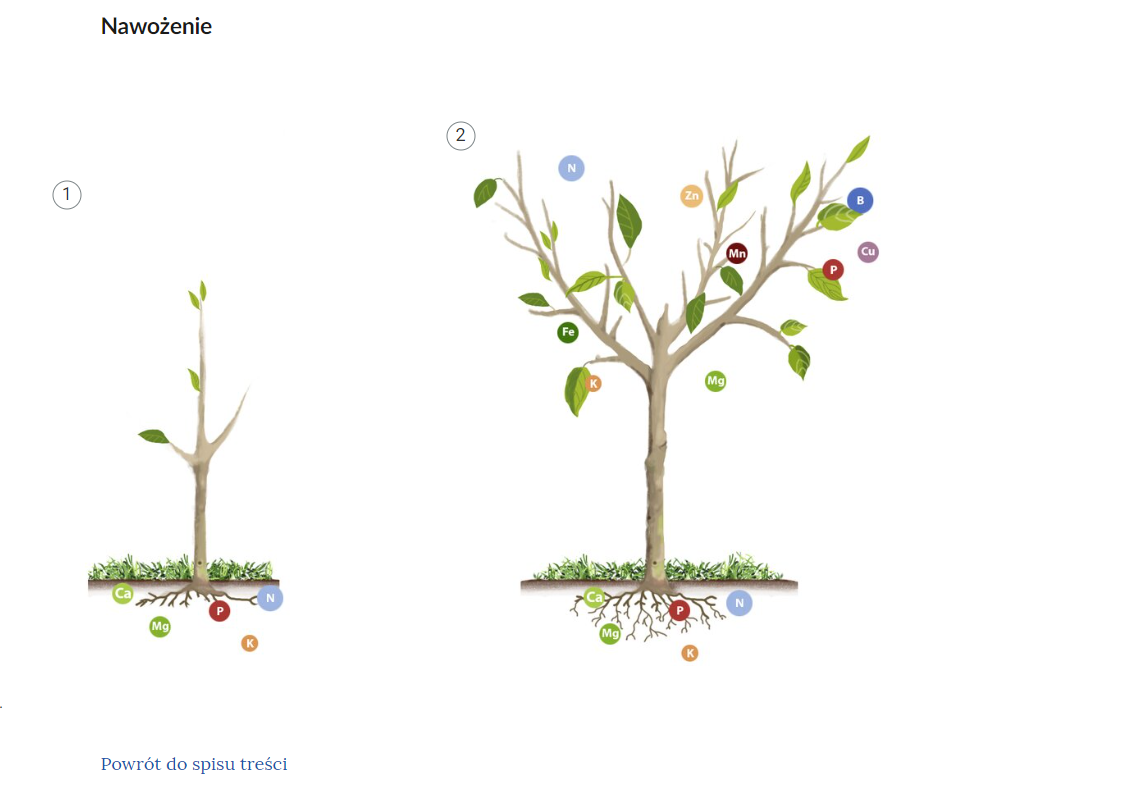 Widok ogólny przykładowej planszy interaktywnej. Grafika przedstawia dwa drzewka w różnym stadium rozwoju. Po lewej widoczne jest małe drzewko z trzema gałązkami i czterema listkami. Pod drzewkiem, przy konarach, znajdują się kolorowe kółka z literami P, K, N, Ca i Mg oznaczającymi składniki mineralne. Drzewko po prawej jest o wiele większe, ma kilkanaście gałęzi i dużo liści. Przy korzeniach znajdują się te same składniki mineralne, natomiast są one też zaznaczone między liśćmi. Tutaj występują takie oznaczenia składników mineralnych jak: N,  K, P, Fe, Mg, Zn, Cu i B. 