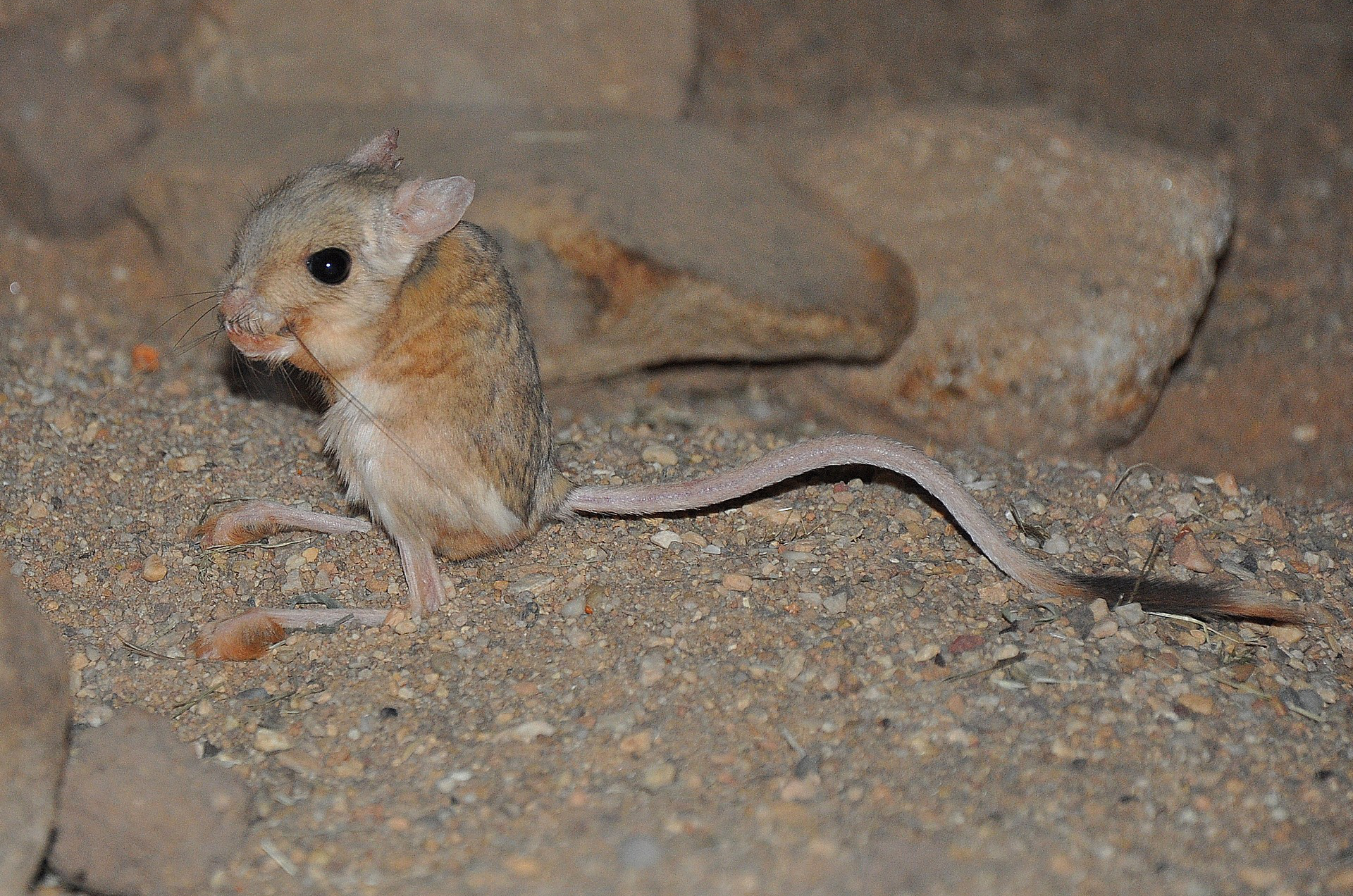 Fotografia piąta prezentuje skoczka pustynnego na piasku widocznego z boku. Skoczek jest gryzoniem małych rozmiarów. Ma długie tylne nogi oraz długi ogon, którym się podpiera. Na głowie ma stosunkowo duże uszy.