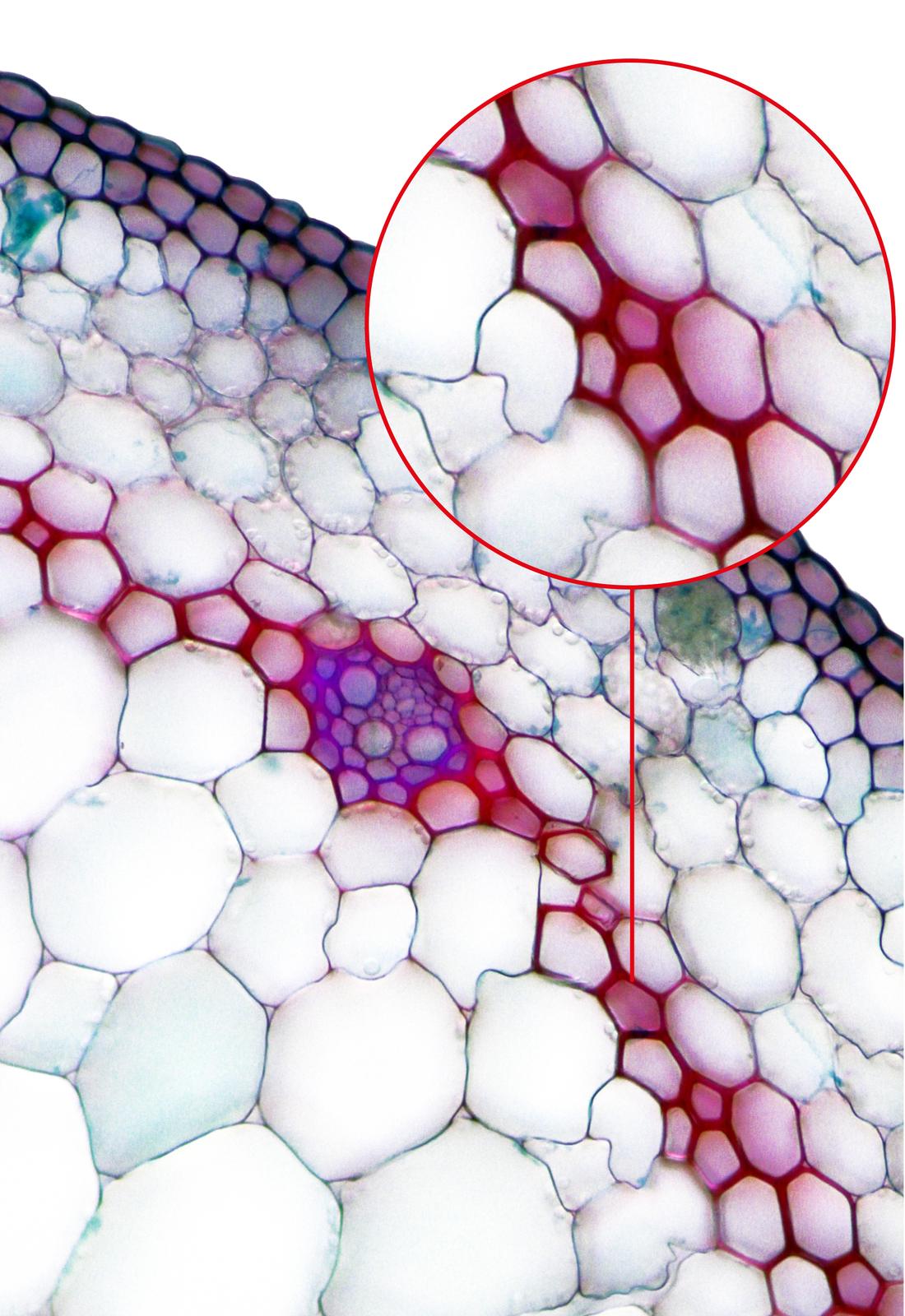 Ilustracja przedstawia fotografię mikroskopową komórek sklerenchymy w liściu draceny. Są one wybarwione na czerwono. U góry w przybliżeniu ukazano fragment z komórkami tkanki wzmacniającej o zgrubiałych ścianach.