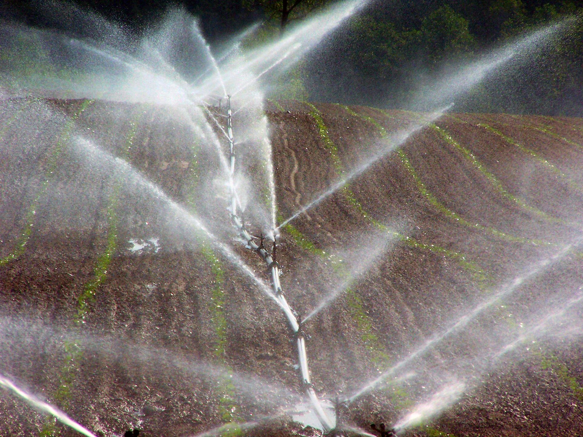Zdjęcie przedstawia proces - nawadnianie pól za pomocą sztucznego deszczu, wytwarzanego przez deszczownię. Na polu leży cienki rurociąg ze zraszaczami, z których leci woda. 