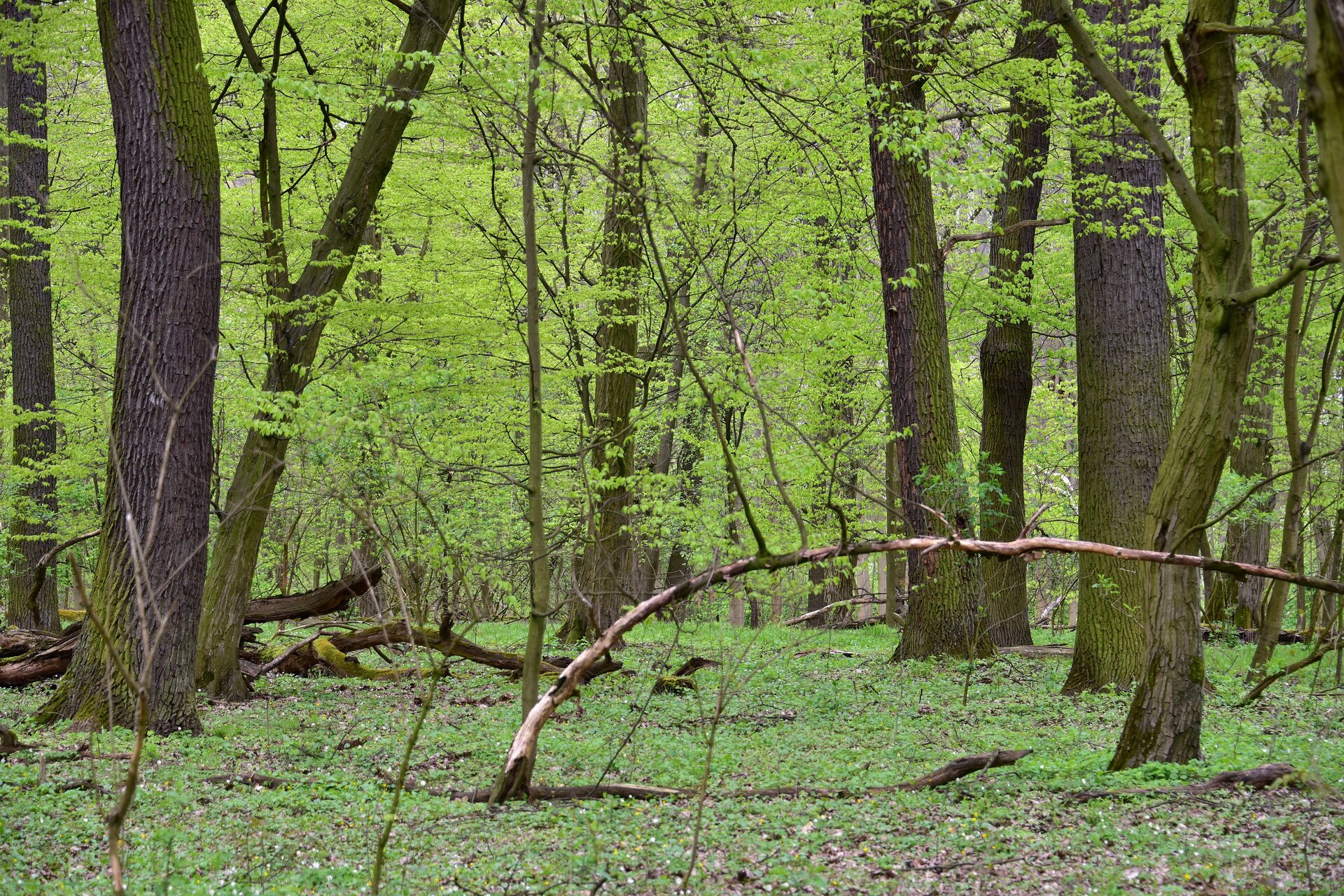 Na zdjęciu widoczny jest zielony las. Rosną różne gatunki drzew. Ściółka jest zielona.