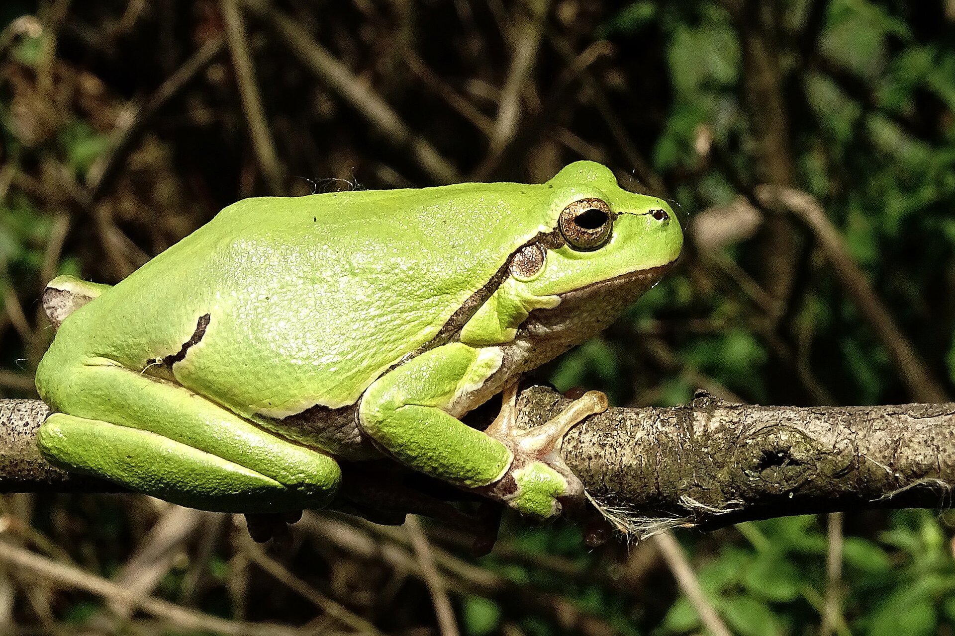 Na planszy widoczna jest Rzekotka drzewna na brązowej gałęzi. Ma szerokie ciało z zielono‑brązowym ubarwieniem, podłużnymi, cienkimi odnóżami, dużym tułowiem i małą głową z brązowo‑czarnymi, wyłupiastymi oczami.