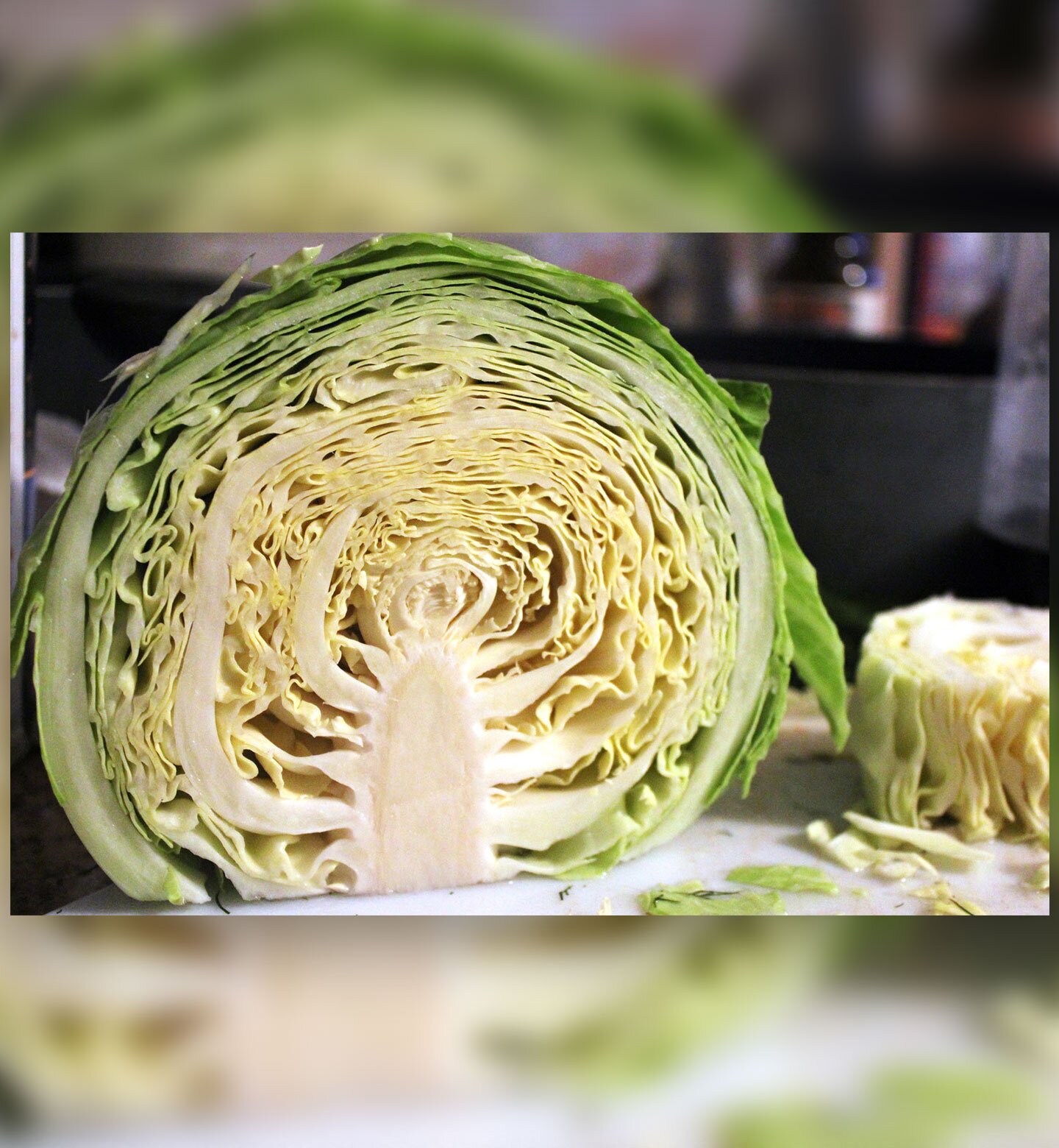 Fotografia przedstawia przekrojoną główkę kapusty. Z białej, krótkiej łodygi (głąba) wyrastają mocno pozwijane liście. Kapusta w głąbie gromadzi substancje pokarmowe.