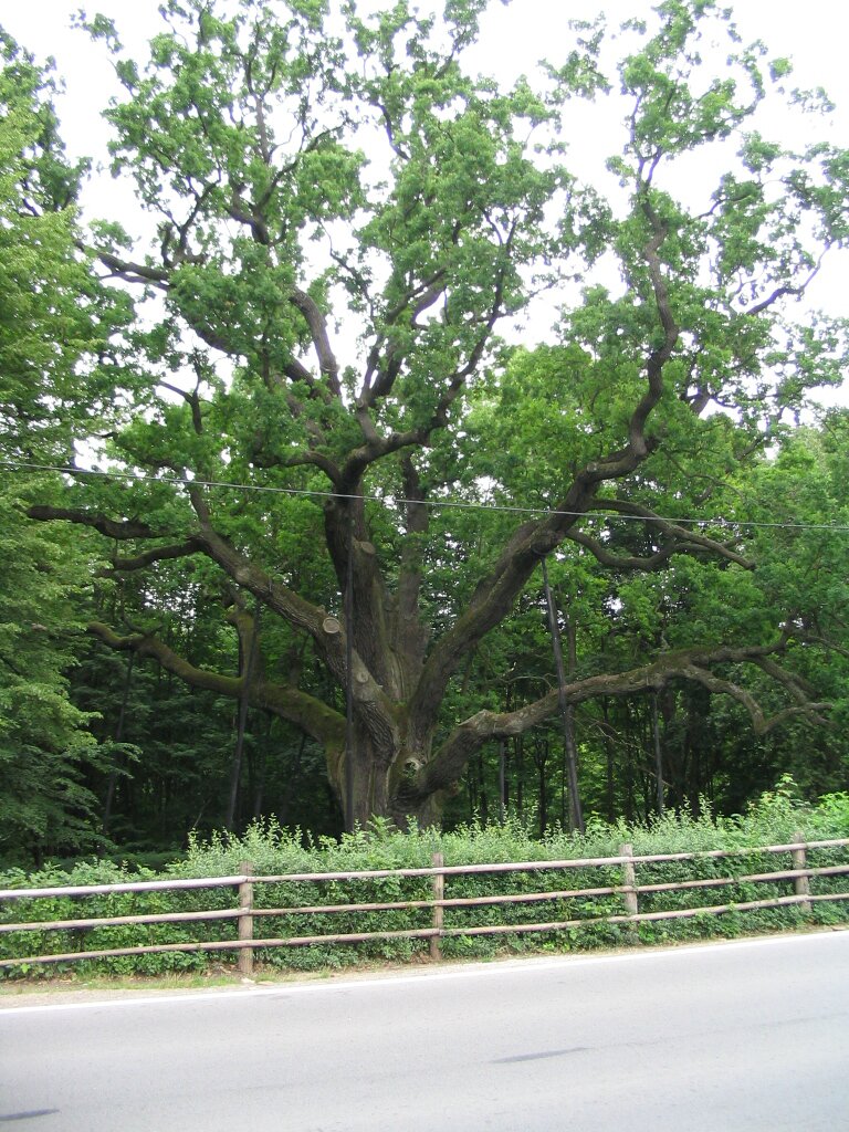Na zdjęciu znajduje się ogromny dąb o masywnym pniu, z którego wyrastają duże, grube gałęzie. Dąb ma zielone listowie. Kilka gałęzi podpartych jest długimi wspornikami opartymi na ziemi. Dąb częściowo zasłonięty jest drewnianymi barierkami i żywopłotem, które stanowią  granicę drogi pokrytej asfaltem.  