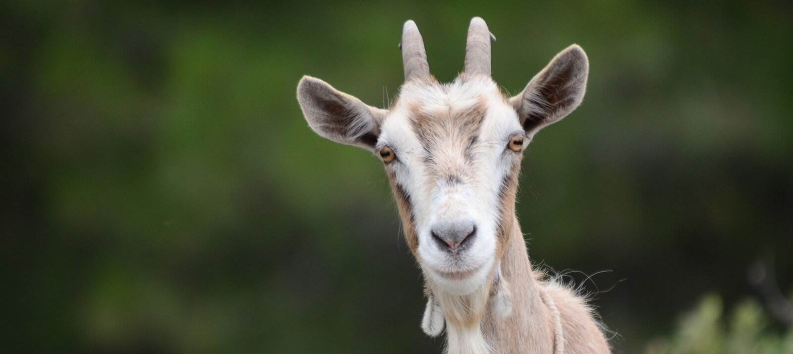 Zdjęcie przedstawia głowę jasnobrązowej kozy. Tło jest zielone, rozmyte.
