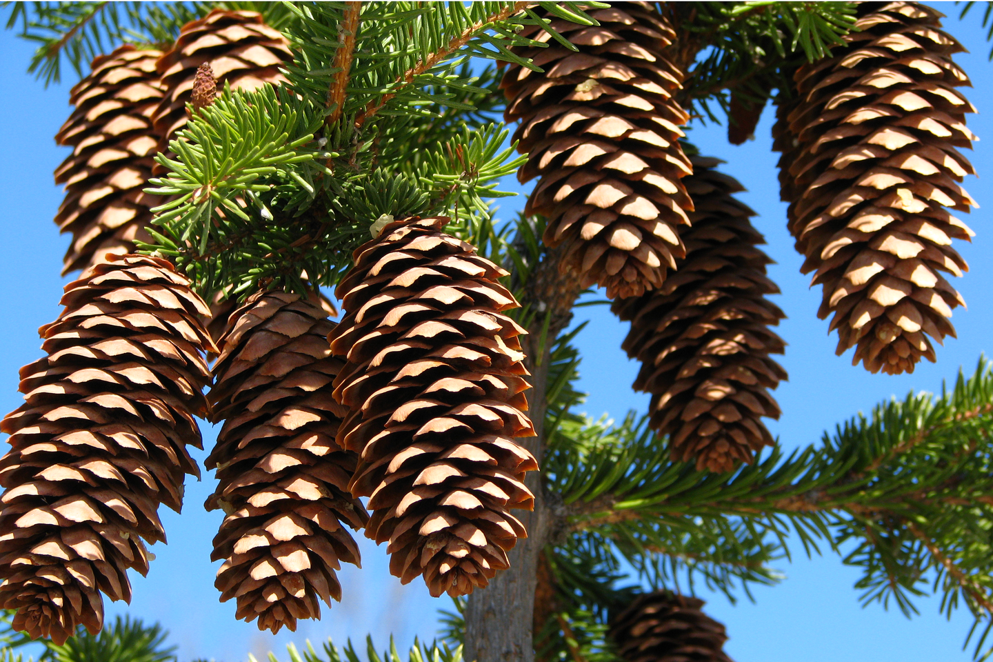 Fotografia przedstawia fragment gałęzi świerka z rosnącymi jedna obok drugiej szyszkami. Szyszki mają podłużny owalny kształt i pokryte są łuskami. Pomiędzy szyszkami wystają iglaste gałązki świerka. 