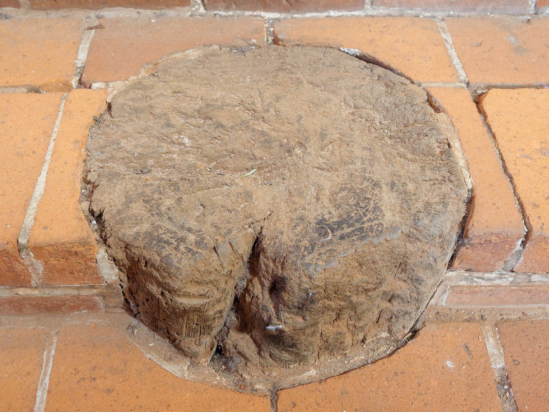 Na zdjęciu znajduje się pień drzewa dokładnie otoczony cegłami.