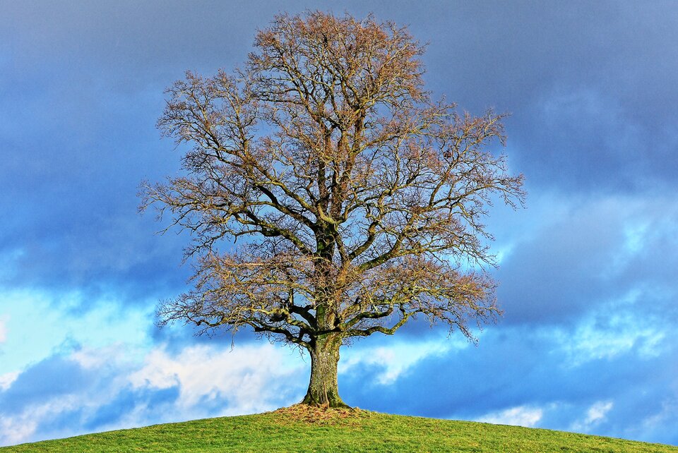 Zdjęcie przedstawia drzewo, które stoi na łące z zieloną trawą. Ma prawie puste gałęzie, gdzieniegdzie pojawiają się różnobarwne listki. Pod drzewem leżą opadłe liście. Niebo pokrywają chmury.