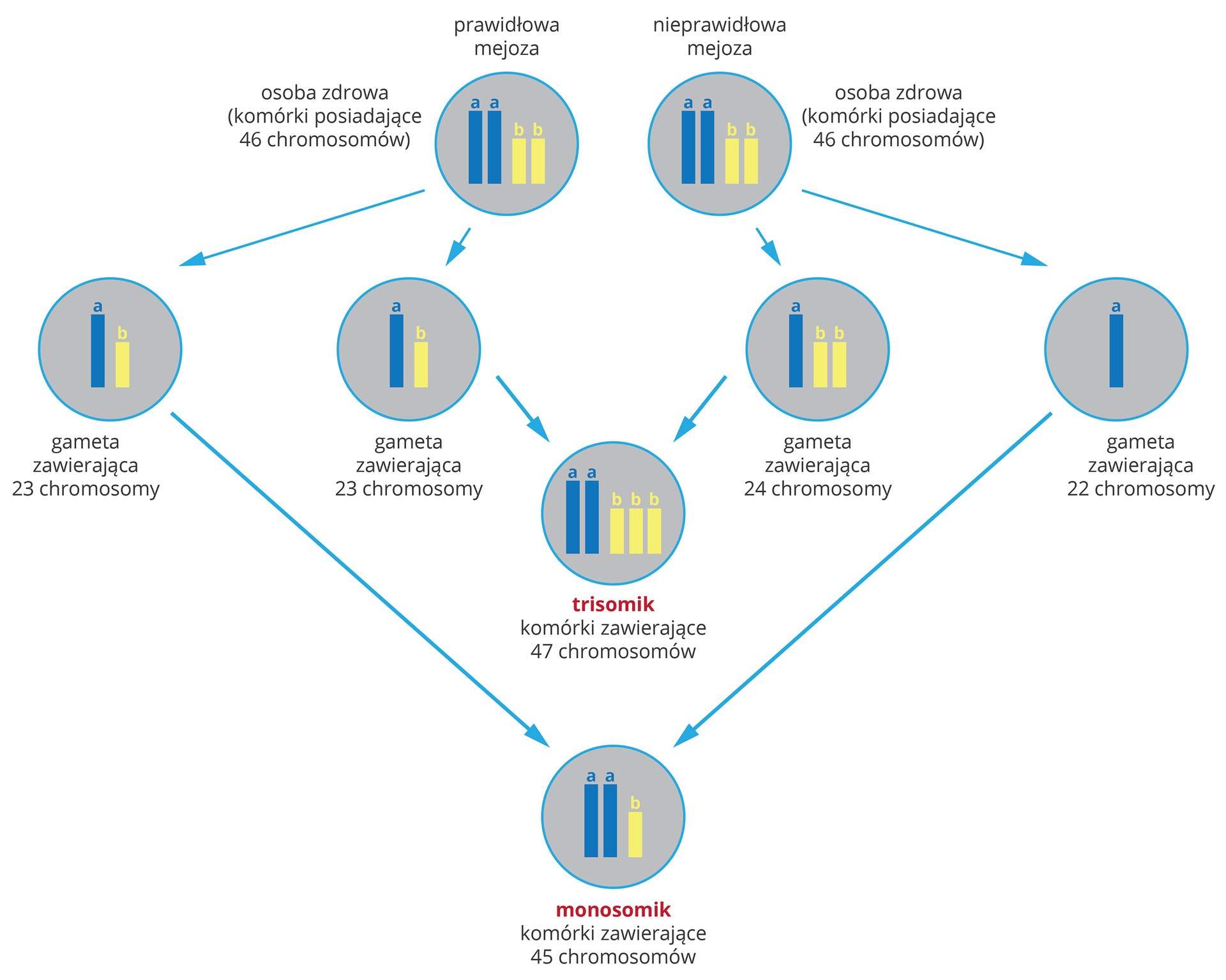 Ilustracja przestawia schemat powstawania mutacji chromosomowych w formie szarych kół z niebieskimi i żółtymi chromosomami. U góry dwie takie same komórki, 46 chromosomów. Ta z lewej przechodzi prawidłowy podział mejotyczny i jej gamety mają po 23 chromosomy. Ta z prawej ma nieprawidłowa mejozę. Jedna gameta ma 24, druga 22 chromosomy. W wyniku połączenia gamet prawidłowych z nieprawidłowymi otrzymamy dwie mutacje chromosomowe. Trisomik ma 47 chromosomów w komórkach ciała. Monosomik ma 45 chromosomów w komórkach ciała.