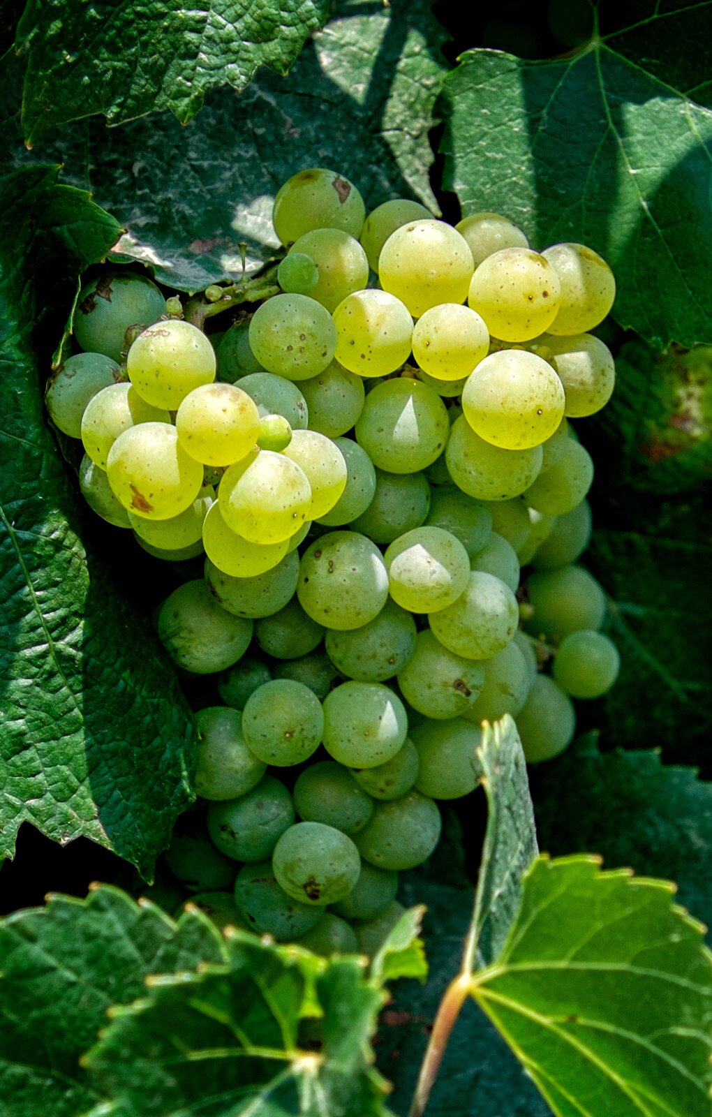 Zdjęcie przedstawia odmianę winorośli Chardonnay. Widoczna jest kiść winogron złożona z kulistych jagód w kolorze zielonkawo‑żółtym leżąca na ciemnozielonych liściach winorośli.