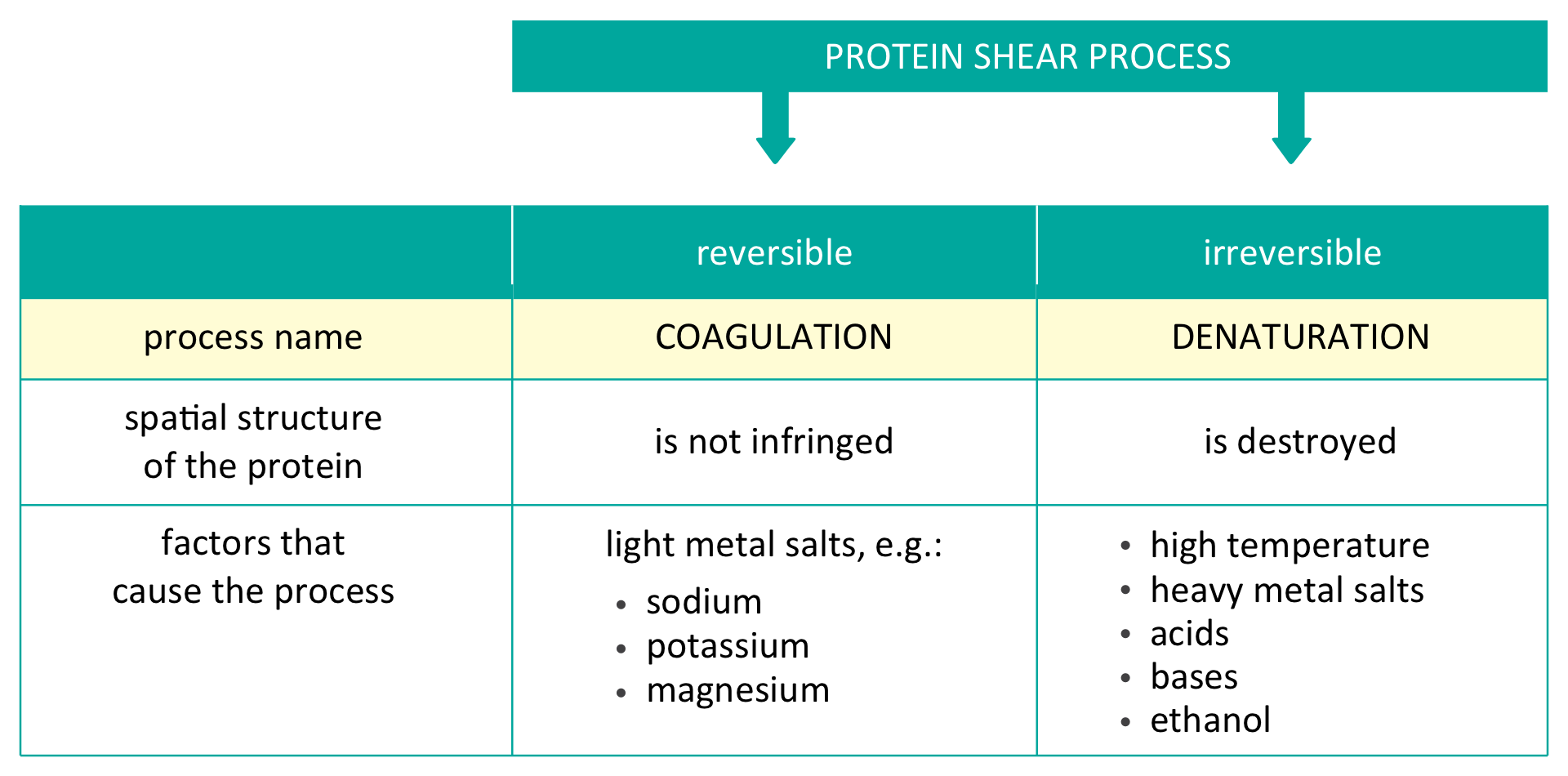 Ilustracja przedstawia proces ścinania białka (protein shear proces). Opisana została koagulacja i denaturacja. W pierwszej kolumnie koagulacja - coagulation białka – proces odwracalny. W wyniku koagulacji struktura przestrzenna białka nie zostaje naruszona - spatial structure of the protein is not infringed. Czynniki powodujące proces - factors that cause the process – to sole metali lekkich: sodu, potasu, magnezu - light metal salts: sodium, potassium, megnesium. W drugiej kolumnie denaturacja – proces nieodwracalny (irreversible). Struktura białka zostaje zniszczona - spatial structure of the protein is destroyed. Czynniki powodujące proces: sole metali ciężkich, kwasy, zasady, etanol - heavy metal salts, acids, bases, ethanol.