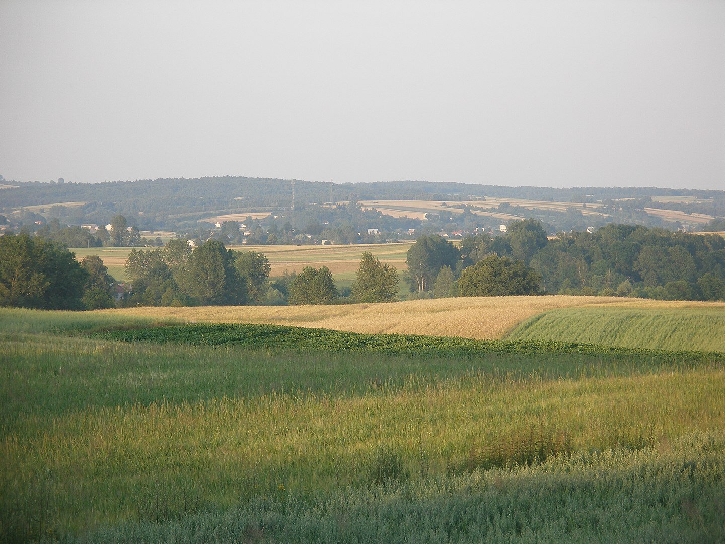 Zdjęcie ukazuję Wyżynę Lubelską, na której ukazany jest trawiasty teren, w oddali widać pasmo drzew, z kolei w dalszym planie widnieje zalesiony teren z pojedynczymi budynkami. 
