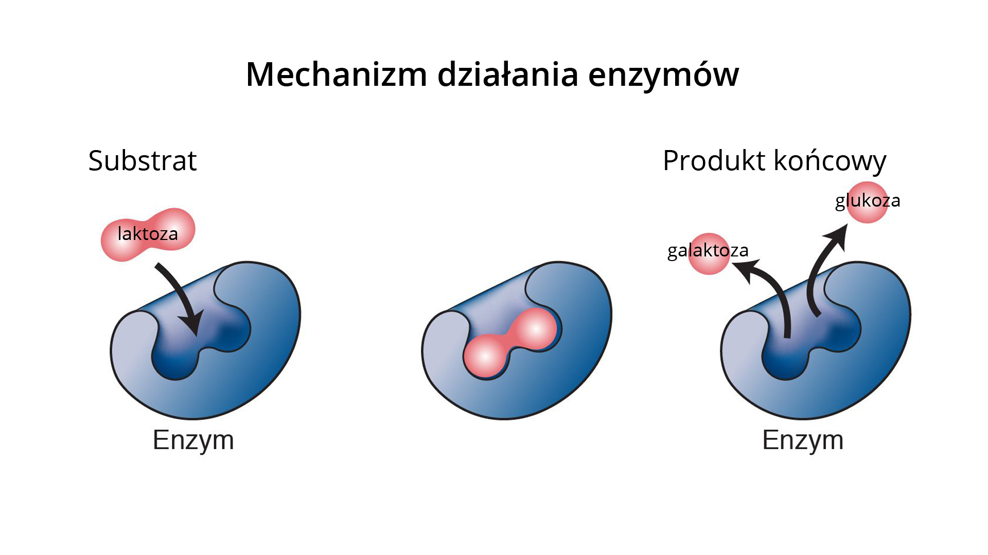 Grafika przedstawia mechanizm działania enzymów trawiennych. U góry widoczny jest napis: Mechanizm działania enzymów trawiennych, poniżej trzy oddzielne grafiki enzymu (od lewej): napis substrat, działanie laktozy, podpis enzym; pośrodku enzym z laktozą; po prawej napis produkt końcowy - galaktoza i glukoza.