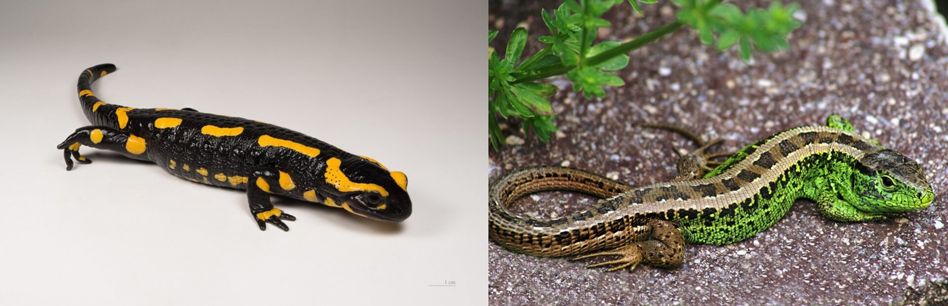 Na planszy widoczna jest Salamandra plamista (po lewej stronie) i traszka (po prawej stronie). Salamandra plamista ma czarne, podłużne ciało w żółte, nieregularne plamki, niedużą głowę i odnóża oraz ługi ogon. Traszka ma zielone, podłużne ciało z brązowym paskiem, przebiegającym przez środek ciała oraz brązowe, nieregularne plamki, niedużą głowę i odnóża oraz ługi ogon.