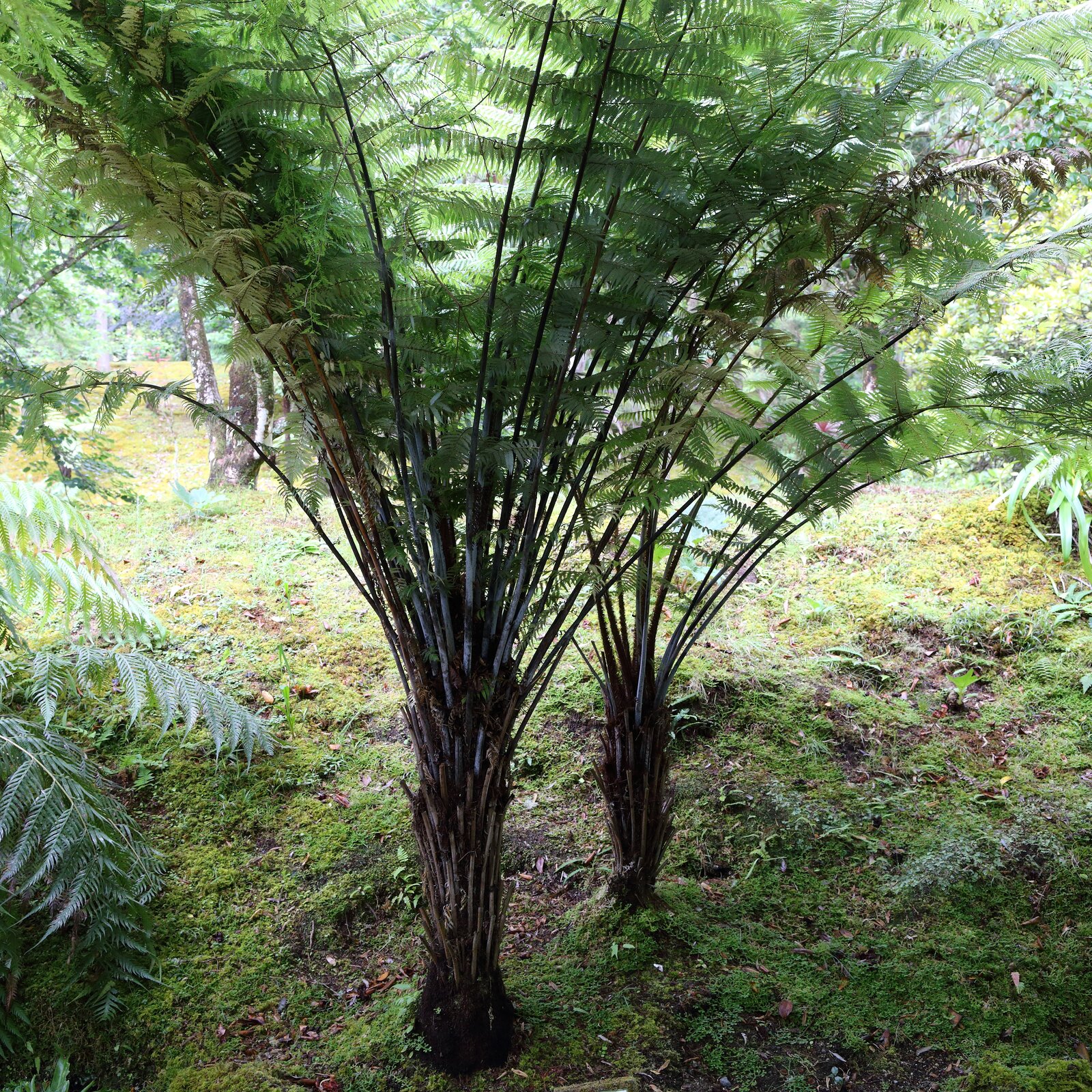 Zdjęcie przedstawia nie wysokie palmy, z licznymi liśćmi w kształcie dużych pióropuszy.  