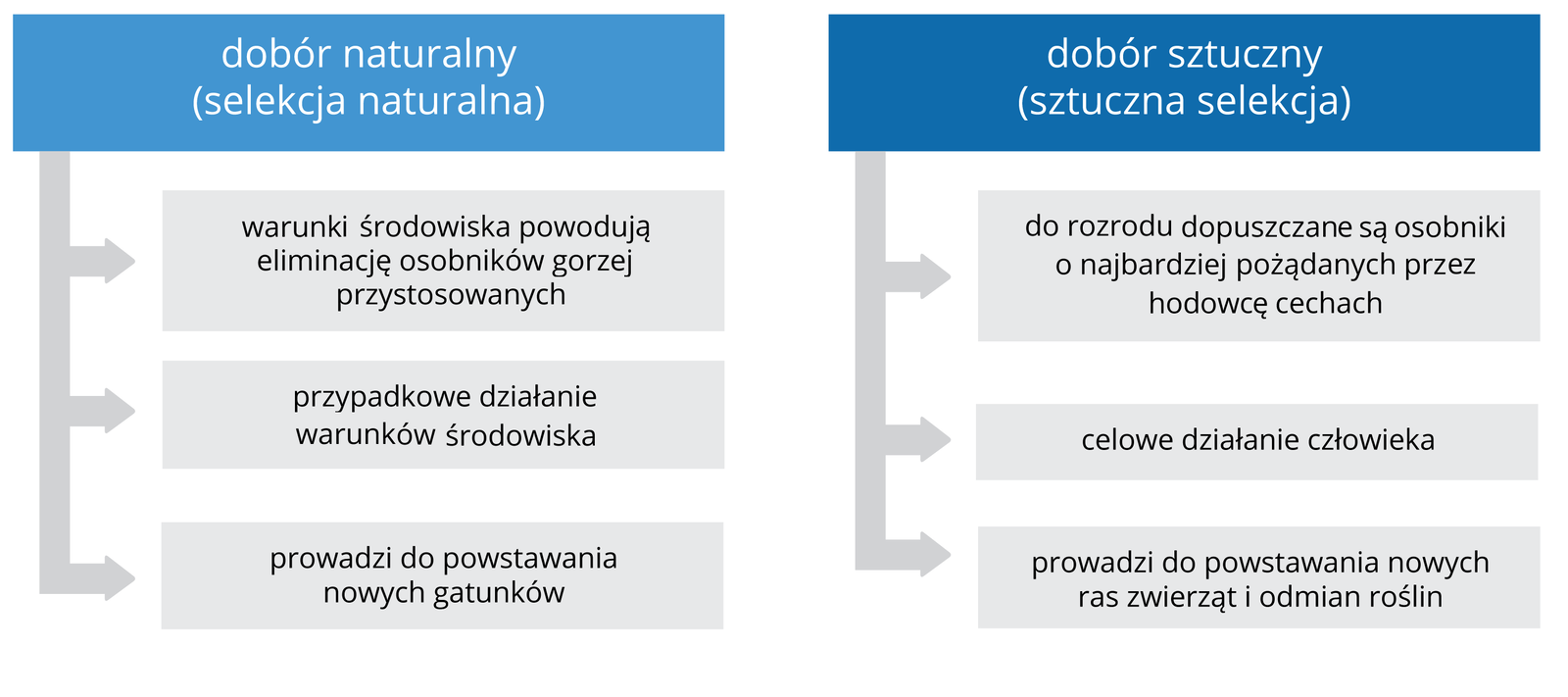 Ilustracja przedstawia cechy doboru naturalnego i sztucznego. Dobór naturalny (selekcja naturalna): warunki środowiska powodują eliminację osobników gorzej przystosowanych, przypadkowe działanie warunków środowiska, prowadzi do powstania nowych gatunków. Dobór sztuczny (sztuczna selekcja): do rozrodu dopuszczane są osobniki o najbardziej pożądanych przez hodowcę cechach, celowe działanie człowieka, prowadzi do powstania nowych ras zwierząt i odmian roślin.