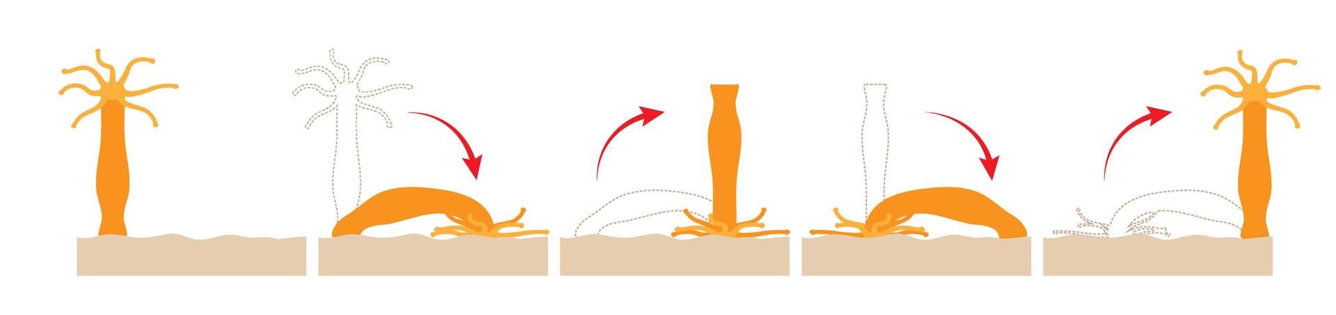 ilustracja przedstawia ruchy polipa. Na pierwszej ilustracji polip ma czułki w górnej części, na drugiej jest całkowicie pochylony, na kolejnej ma pozycję pionową  - stoi na czułkach, następnie znowu jest pochylony i wraca do pierwszej pozycji.  