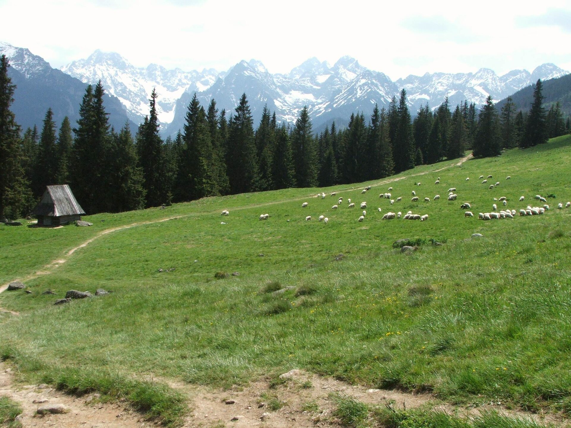 Na zdjęciu stok górskiej polany reglowej. Dość łagodne zbocze, porośnięte trawą, pasą się na niej owce. Na drugim planie linia drzew iglastych, a dalej masywne, w większości ośnieżone góry o strzelistych wierzchołkach. Przez środek polany biegnie wąska, wydeptana ścieżka.