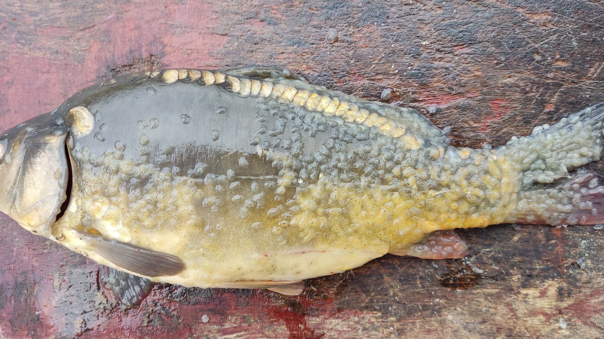 Zdjęcie przedstawia objawy argulozy. Widoczny jest karp z licznymi wypukłymi plamkami na ciele. W centrum plamek widać czarne kreski nacięć.